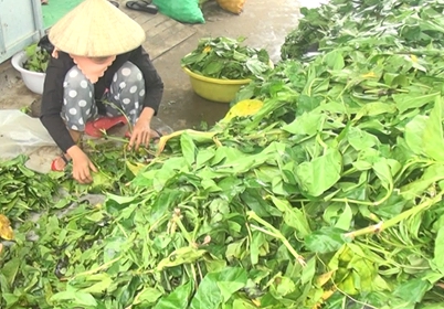 Tin nhanh - Vụ thương lái thu mua lá nhàu bất thường: UBND tỉnh Cà Mau lên tiếng