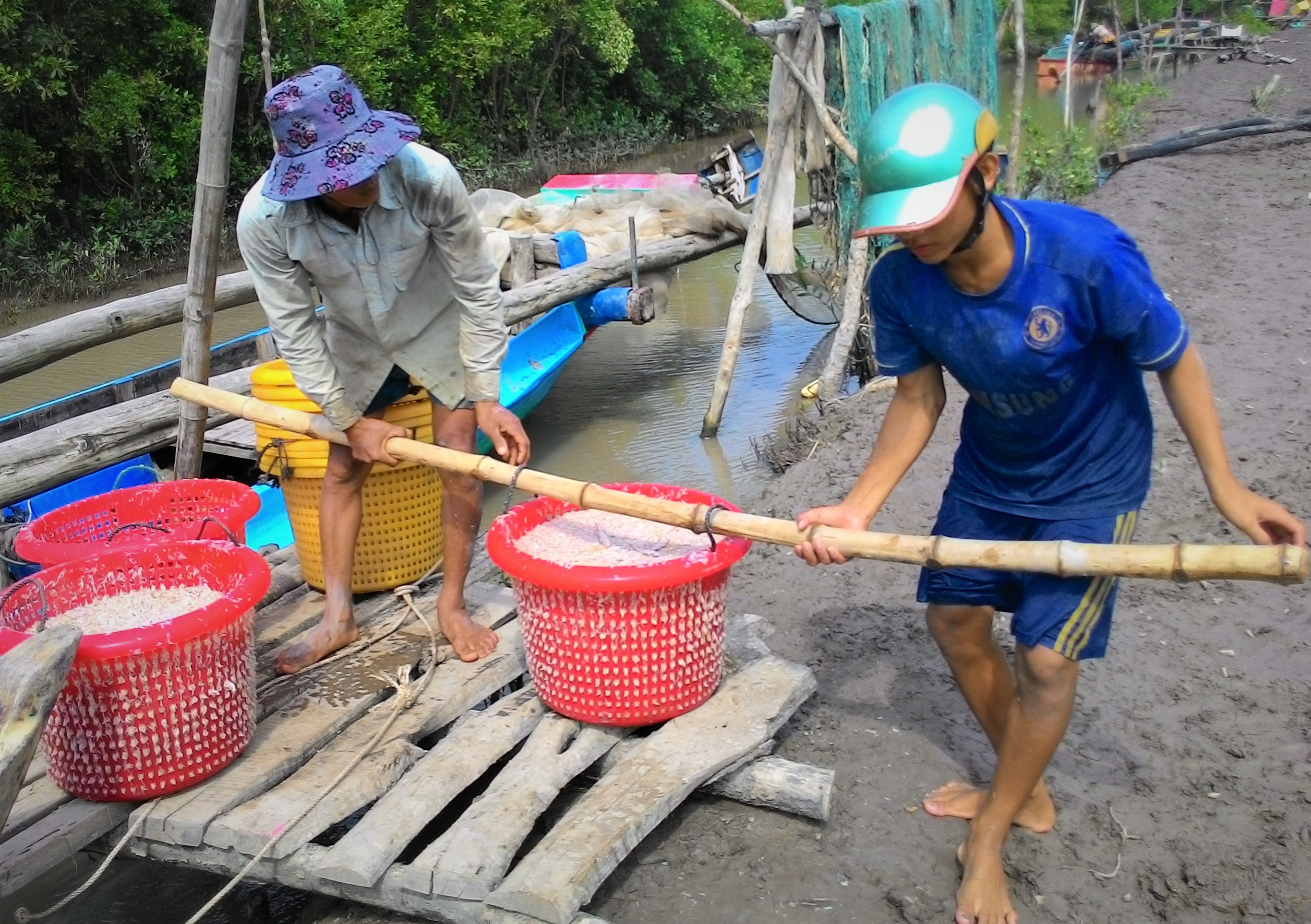 Tin nhanh - Người dân miền biển Cà Mau trúng mùa ruốc nhưng lại 'khóc ròng'