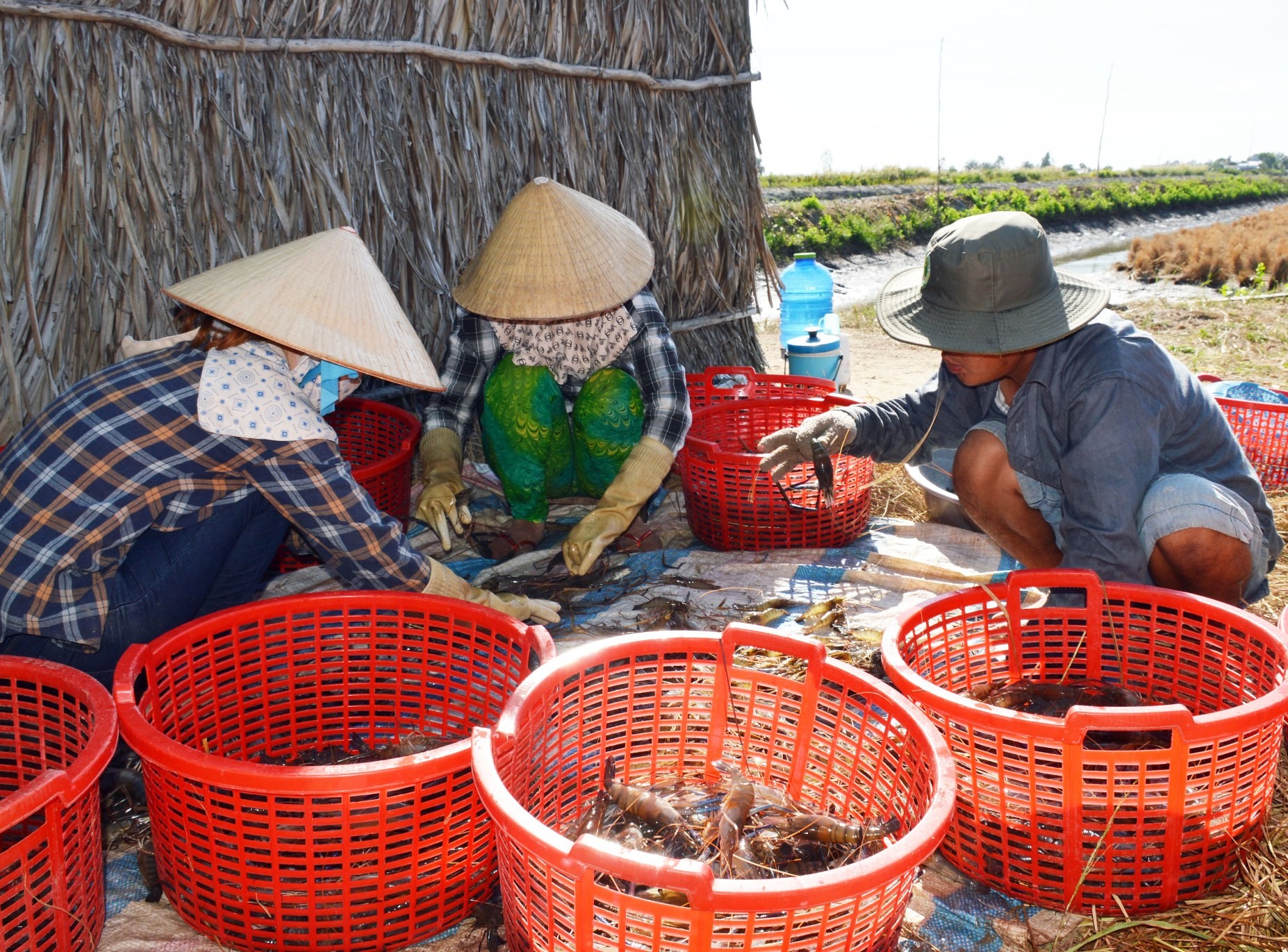 Anh Nguyễn Văn Út, một thương lái mua tôm càng xanh ở xã Tân Bằng thông tin: “Năm nay giá tôm càng xanh cao hơn năm trước từ 10.000-20.000 đồng/kg. Nguyên nhân giá tôm tăng cao là do nhu cầu tiêu thụ từ các tỉnh tăng. Bên cạnh đó, nhờ năng suất và chất lượng tôm càng xanh ở huyện Thới Bình ổn định nên các thương lái thường tập trung về đây thu mua, tạo ra sự cạnh tranh, từ đó giá tôm được đẩy lên”.