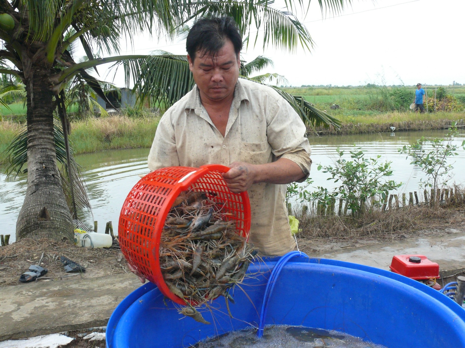 Bởi, tôm càng xanh dễ nuôi, ít công chăm sóc và sau mỗi vụ nuôi có thể thu được vài trăm ký tôm càng xanh thương phẩm/ha. 