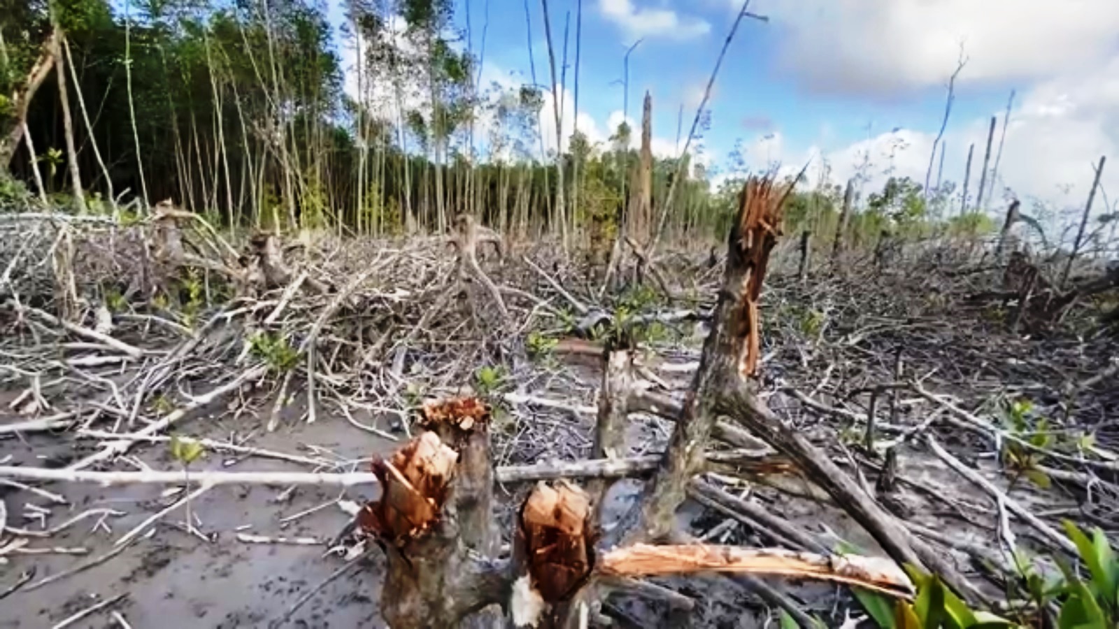 Tin nhanh - Chủ tịch tỉnh Cà Mau chỉ đạo tăng cường quản lý bảo vệ rừng sau vụ 'rừng phòng hộ bị chặt phá'