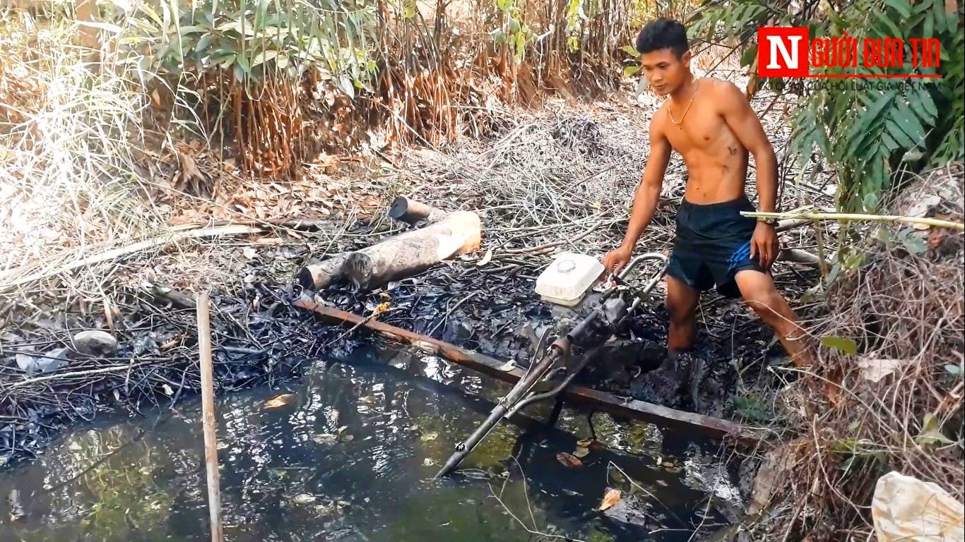 Văn hoá - Về Cà Mau tát đìa, bắt cá lóc nướng trui ngày Tết