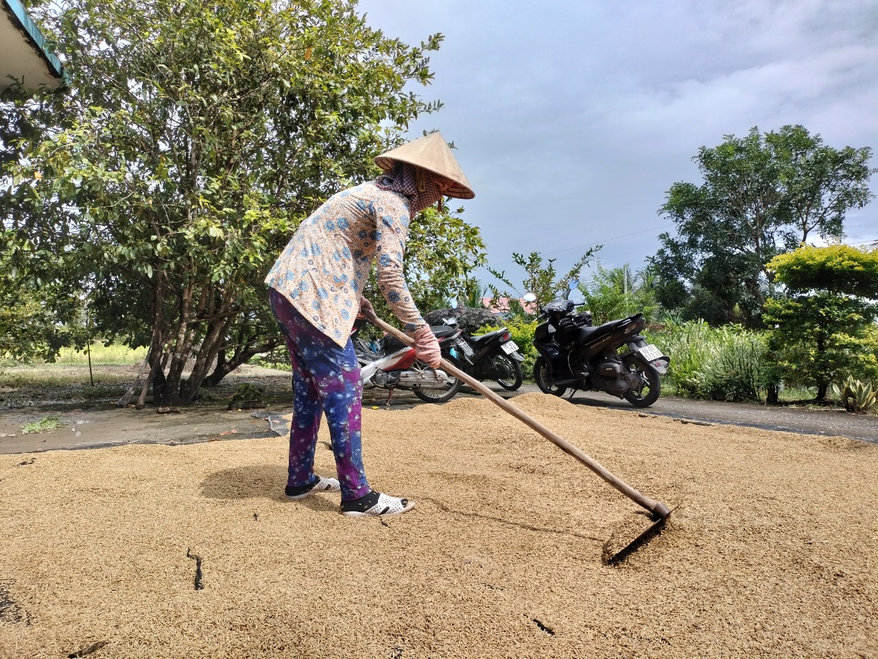 Dân sinh - Cà Mau tồn hàng nghìn tấn lúa chất lượng cao 