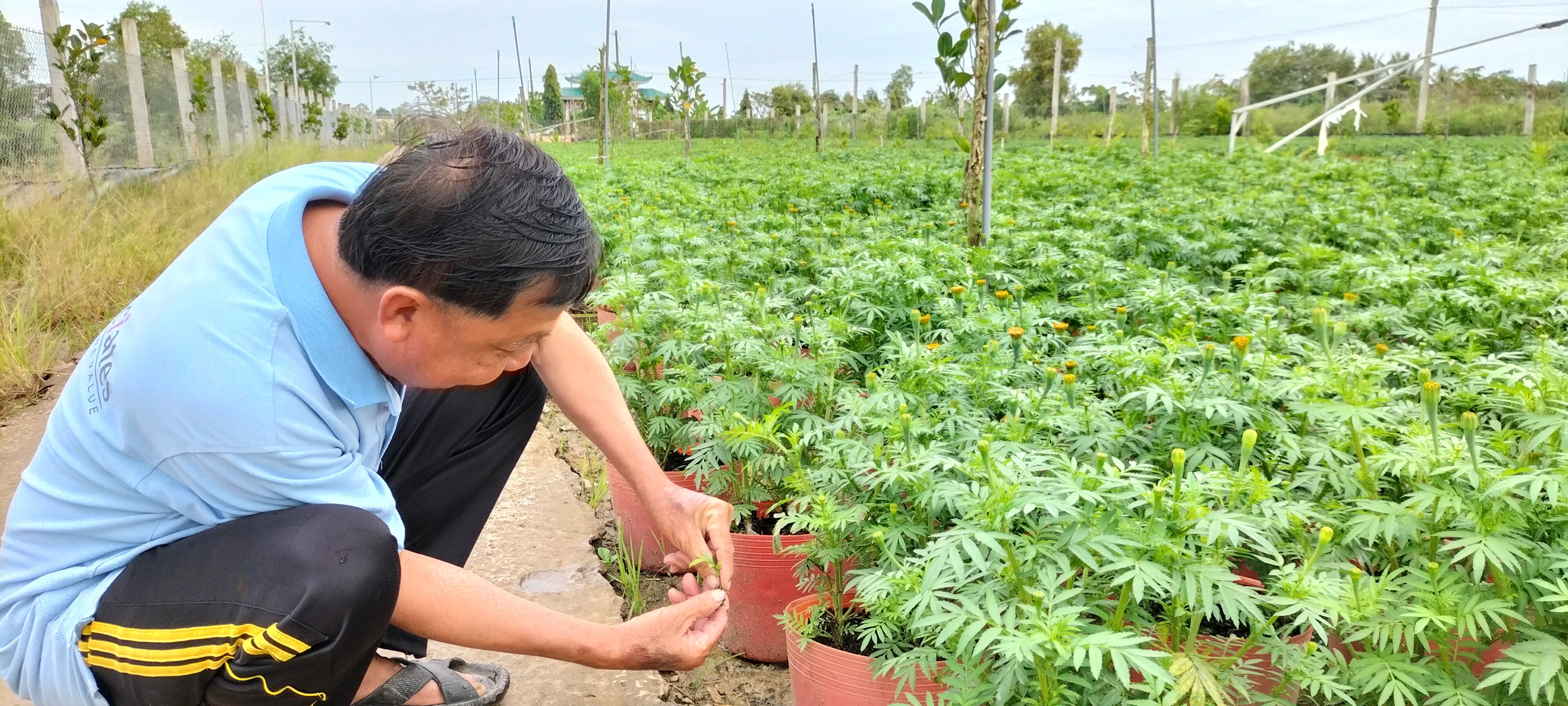 Tiêu dùng & Dư luận - Bạc Liêu: Lo ngại thị trường hoa Tết không được giá     (Hình 5).