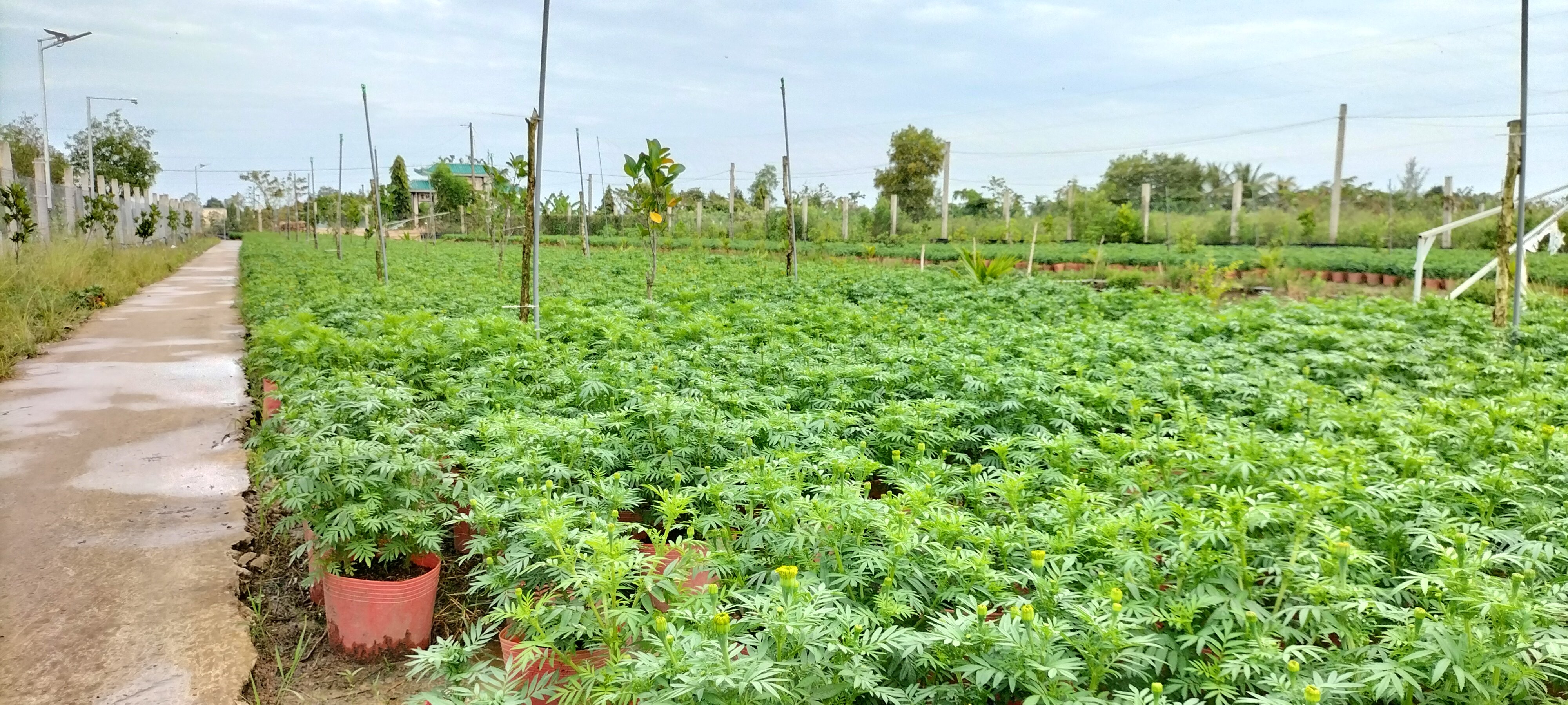 Tiêu dùng & Dư luận - Bạc Liêu: Lo ngại thị trường hoa Tết không được giá     (Hình 4).