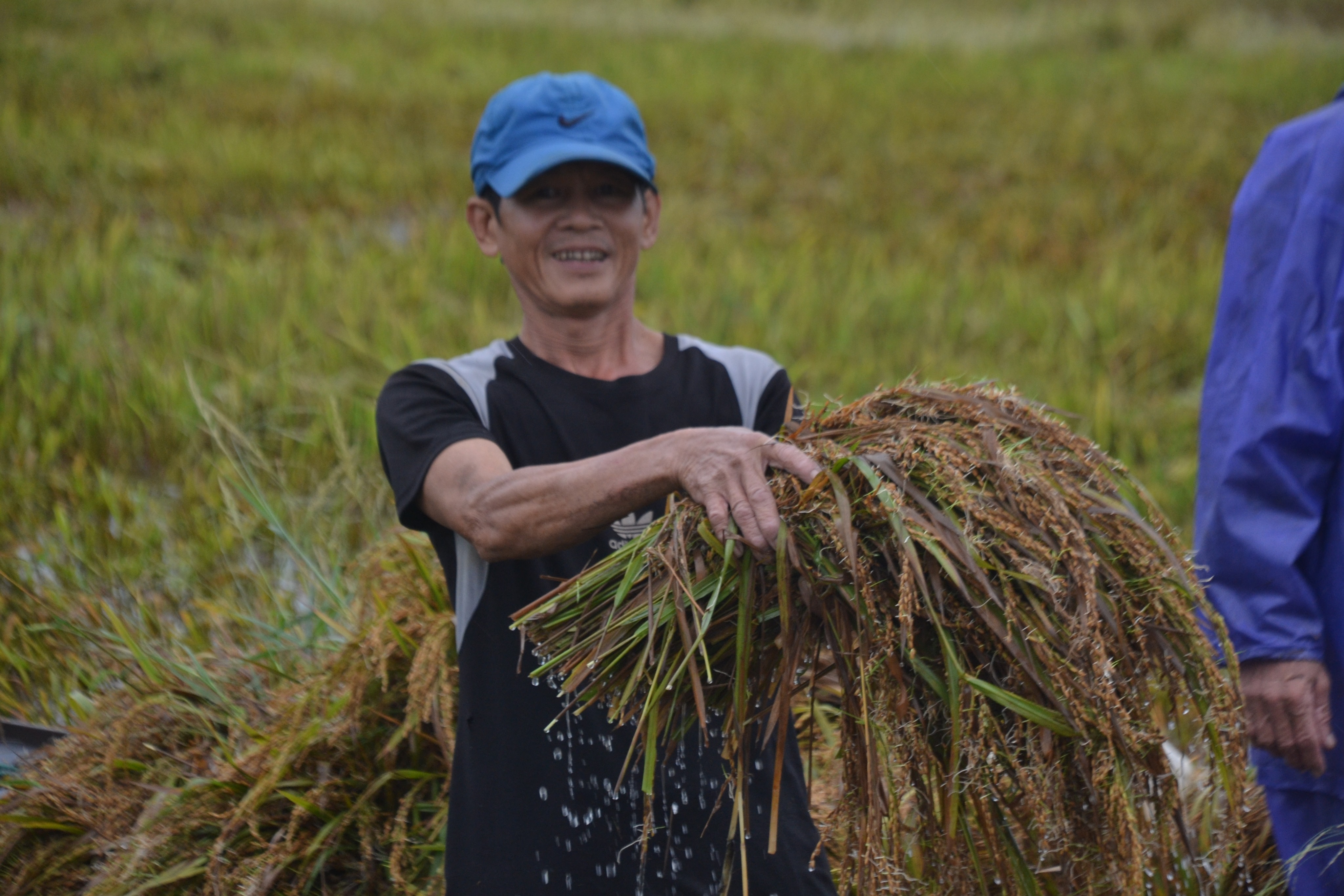 Dân sinh - Lúa nảy mầm trên bông, người nông dân khóc ròng (Hình 4).