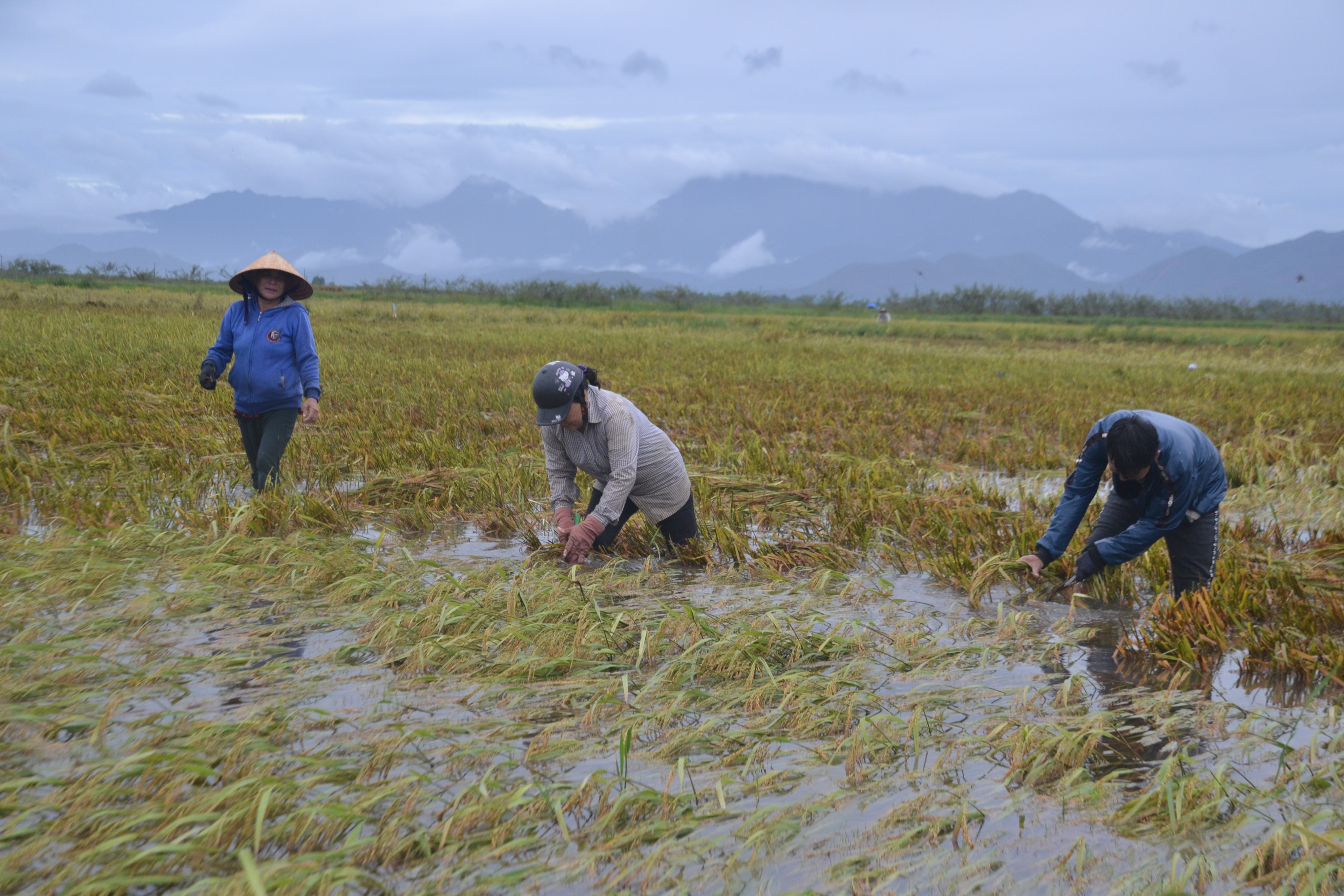 Dân sinh - Lúa nảy mầm trên bông, người nông dân khóc ròng