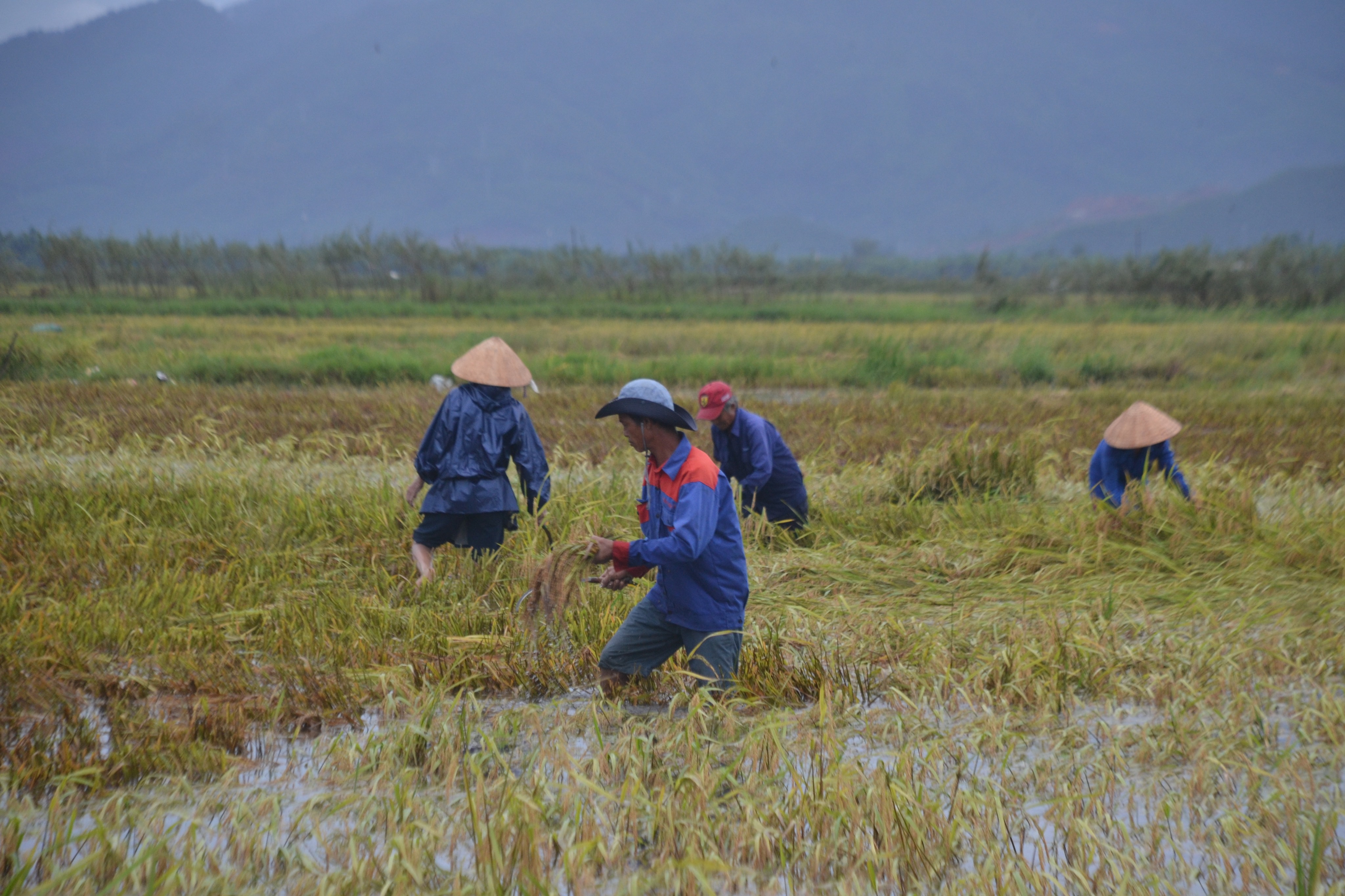 Dân sinh - Lúa nảy mầm trên bông, người nông dân khóc ròng (Hình 5).