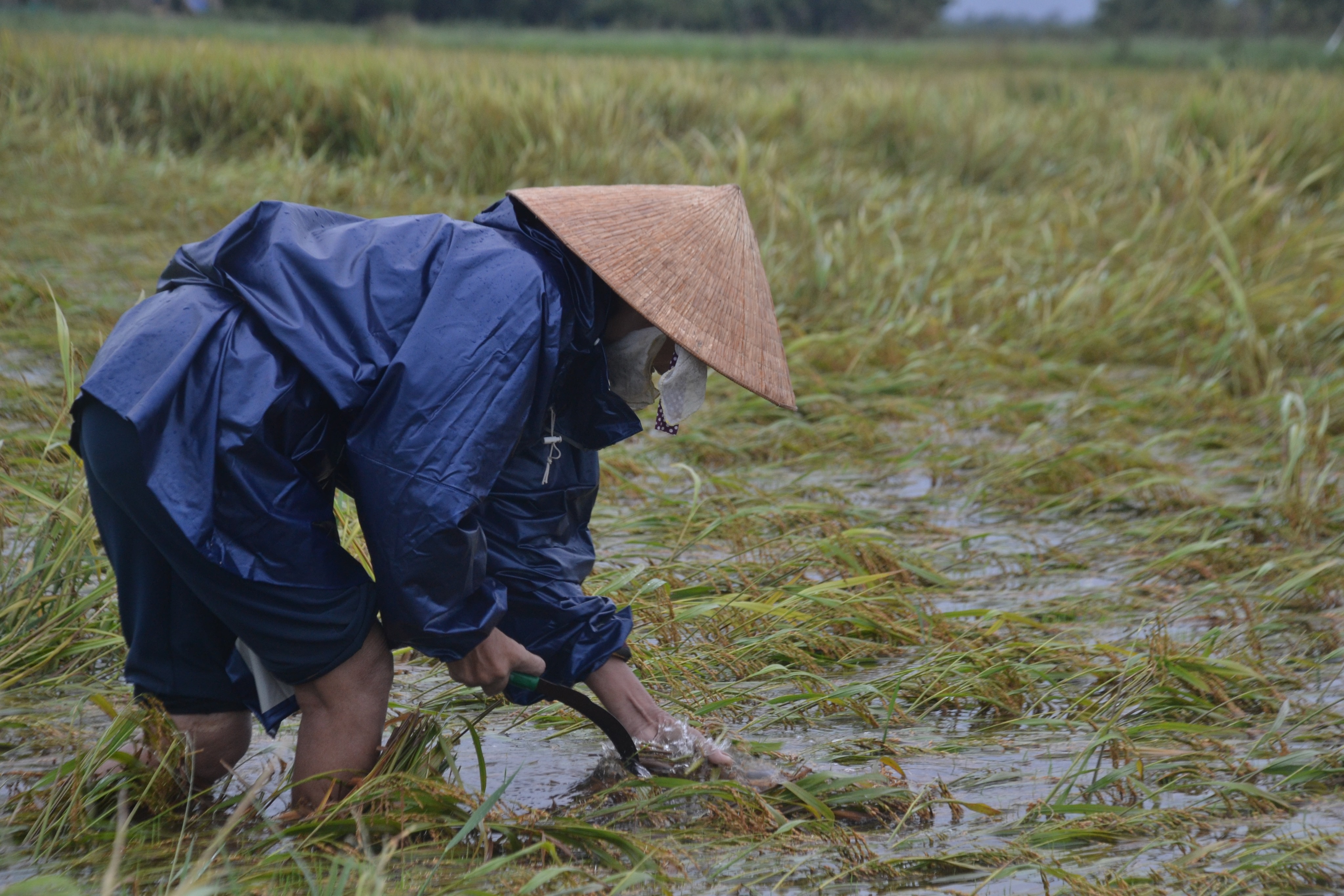 Dân sinh - Lúa nảy mầm trên bông, người nông dân khóc ròng (Hình 6).