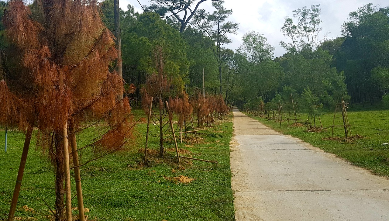 Tin nhanh - Chuyện trên 1,5km đường đầu tư hơn 19 tỷ đồng dẫn vào di sản lăng vua (Hình 12).