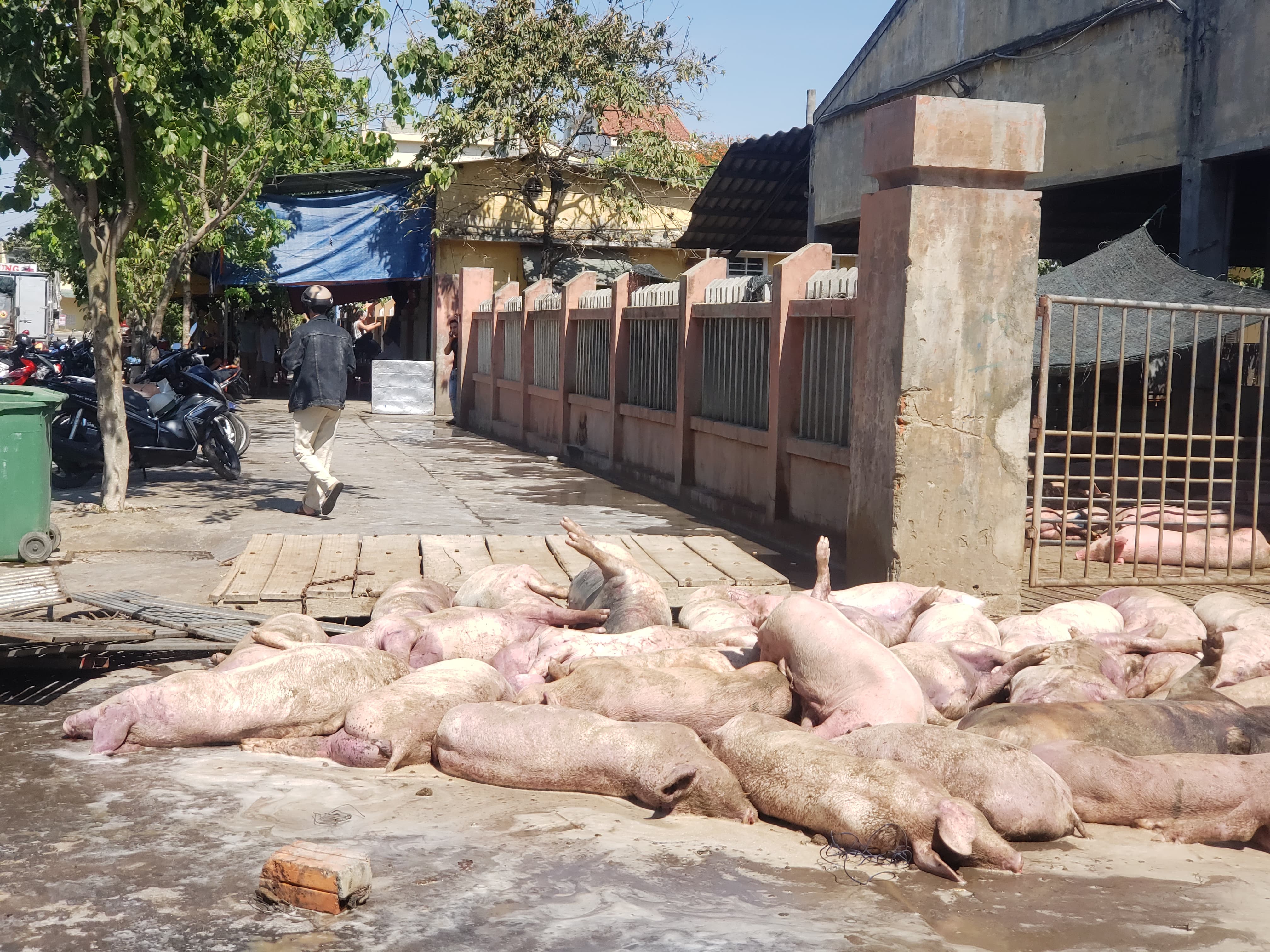 Tin nhanh - Ghê rợn cảnh hàng chục con lợn chết nằm la liệt trước cổng vào lò mổ