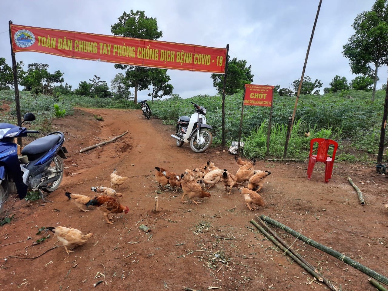 Dân sinh - Ấn tượng vườn rau xanh tươi, đàn gà béo múp tại các chốt kiểm soát Covid-19 vùng biên Quảng Trị (Hình 11).