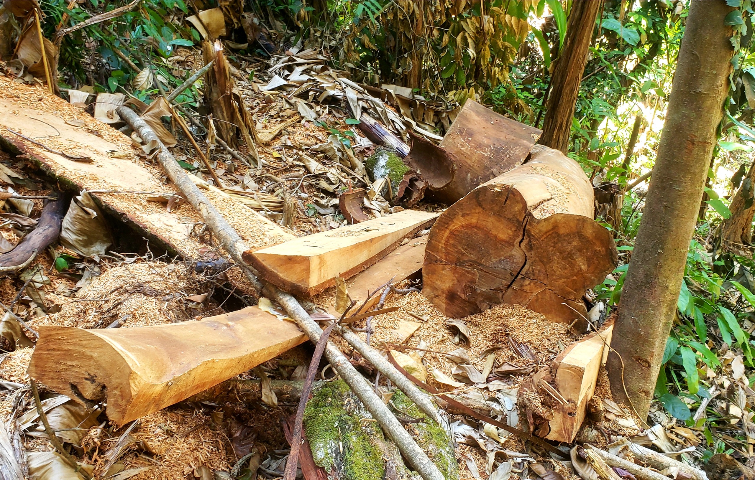 Môi trường - Hiện trường tan hoang nhiều cây rừng cổ thụ bị đốn hạ ở Thừa Thiên-Huế (Hình 13).