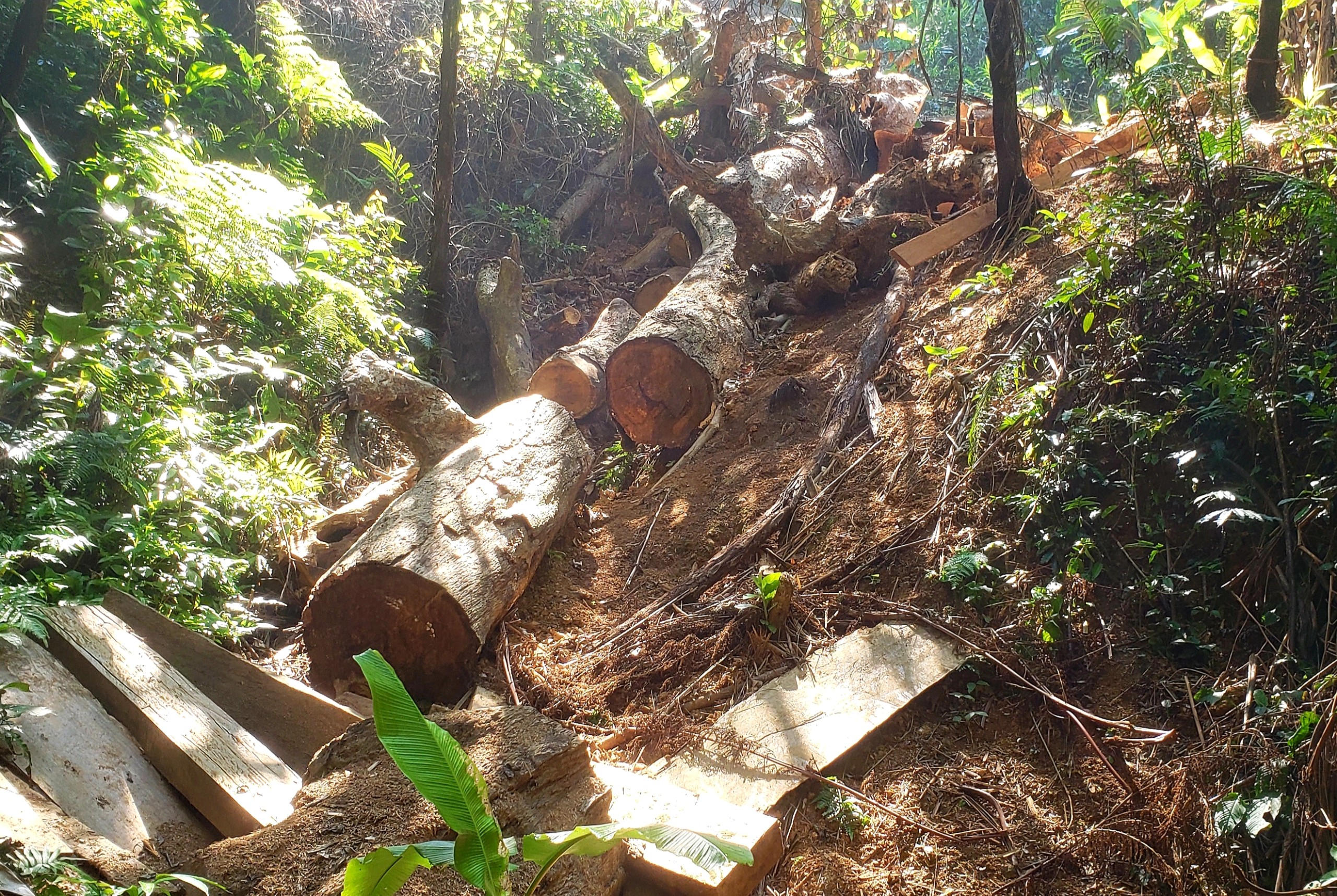 Môi trường - Hiện trường tan hoang nhiều cây rừng cổ thụ bị đốn hạ ở Thừa Thiên-Huế (Hình 17).