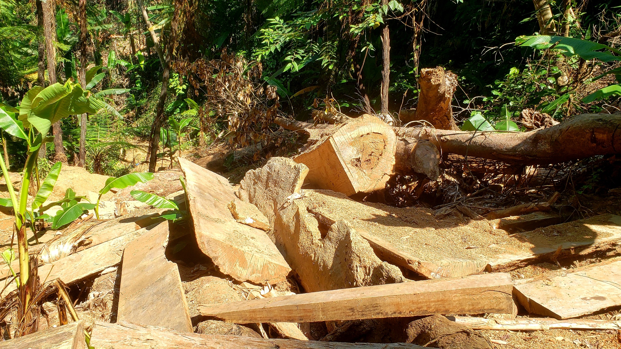 Môi trường - Hiện trường tan hoang nhiều cây rừng cổ thụ bị đốn hạ ở Thừa Thiên-Huế (Hình 11).