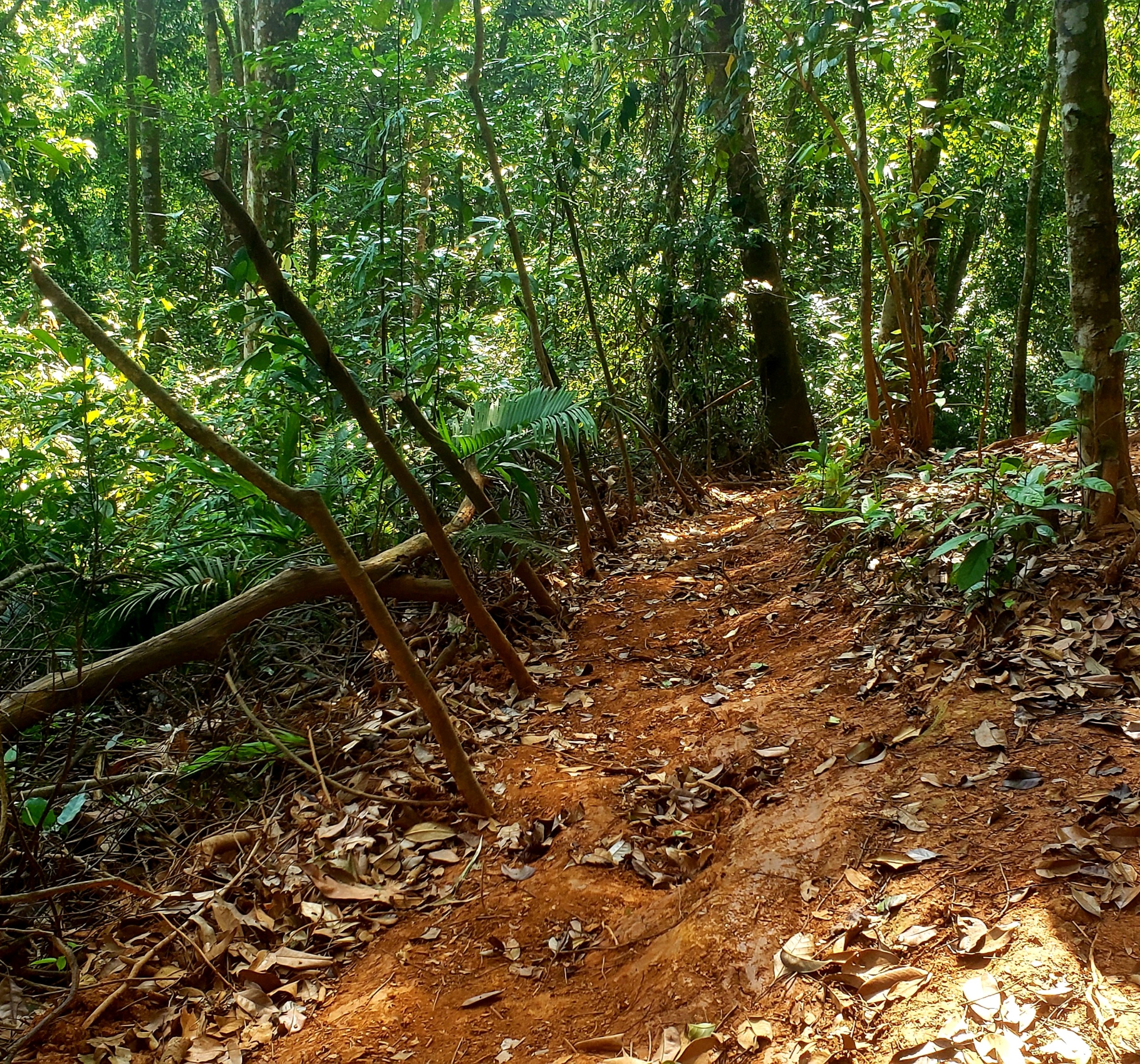 Môi trường - Hiện trường tan hoang nhiều cây rừng cổ thụ bị đốn hạ ở Thừa Thiên-Huế (Hình 2).