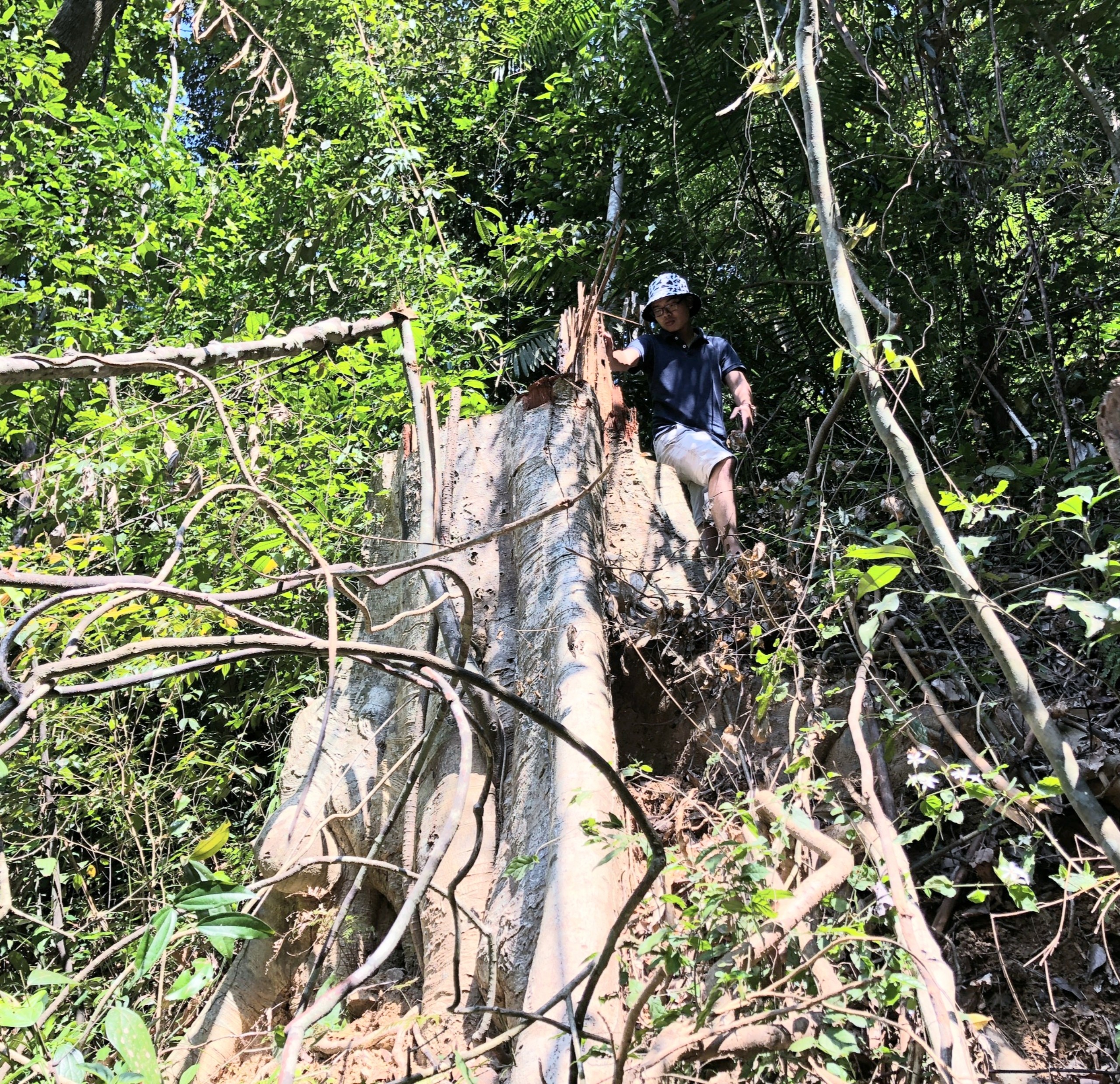 Môi trường - Hiện trường tan hoang nhiều cây rừng cổ thụ bị đốn hạ ở Thừa Thiên-Huế (Hình 8).