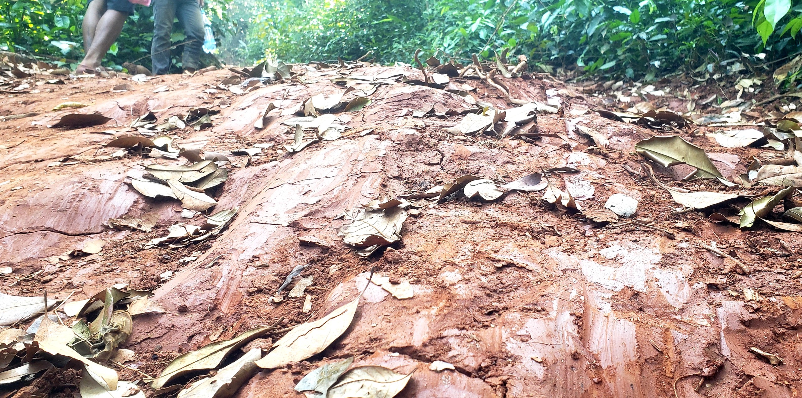 Môi trường - Hiện trường tan hoang nhiều cây rừng cổ thụ bị đốn hạ ở Thừa Thiên-Huế (Hình 21).