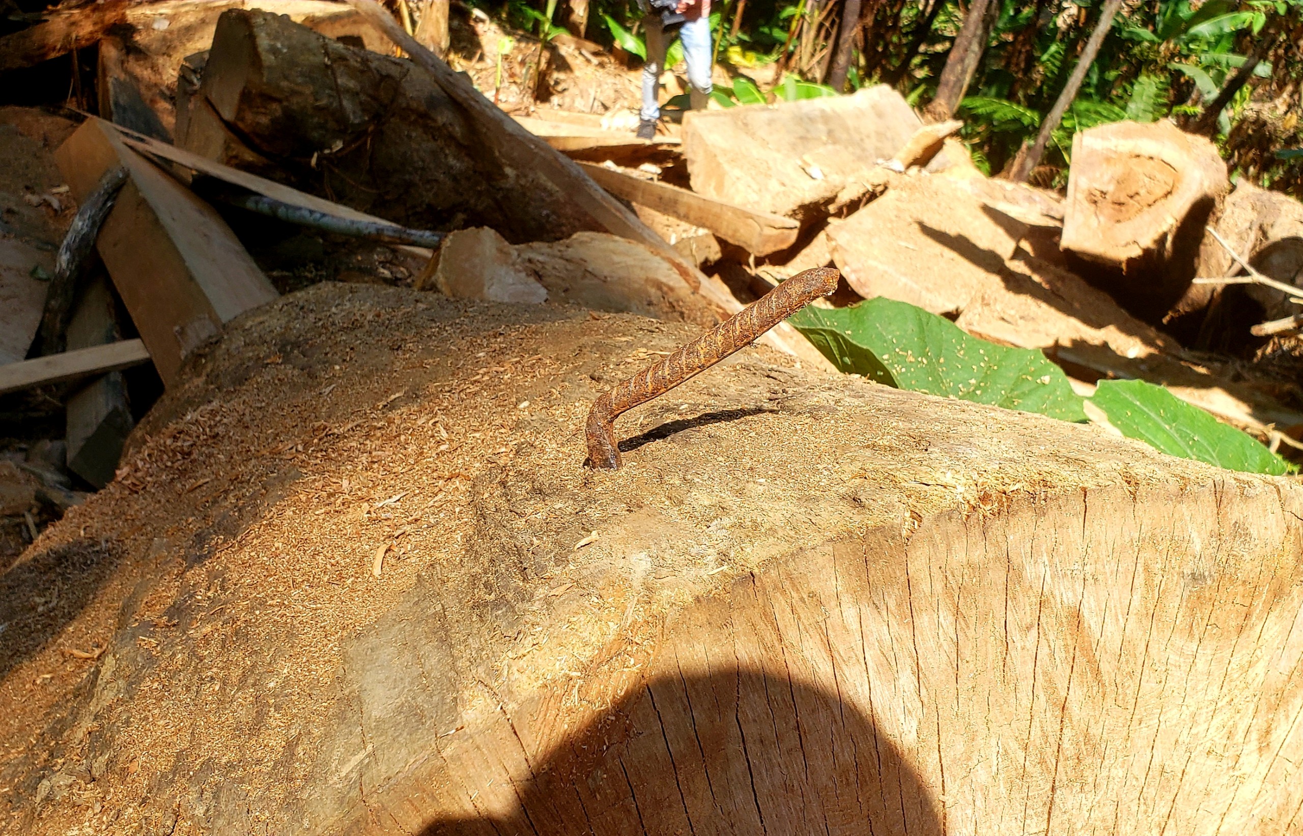 Môi trường - Hiện trường tan hoang nhiều cây rừng cổ thụ bị đốn hạ ở Thừa Thiên-Huế (Hình 19).