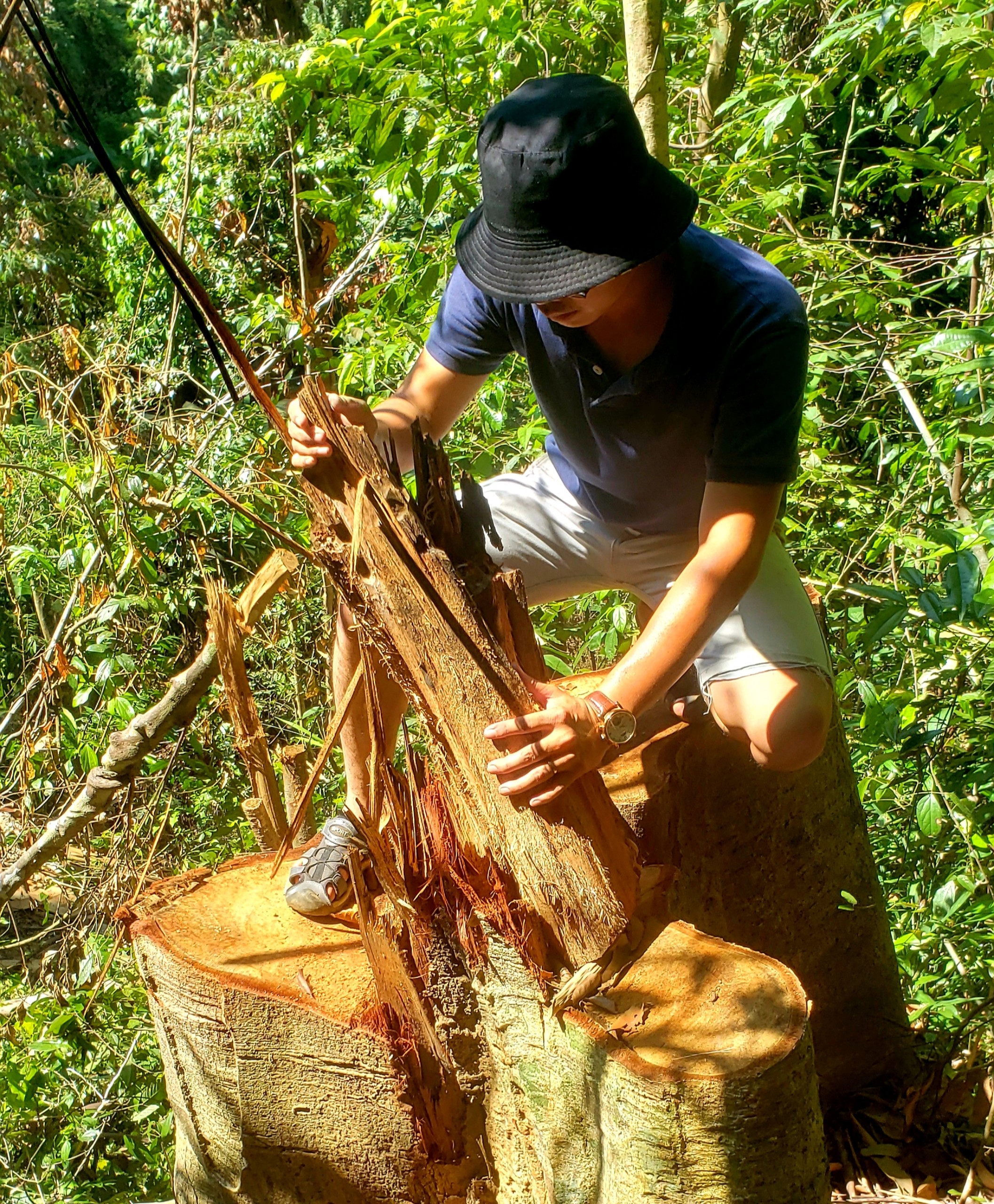 Môi trường - Hiện trường tan hoang nhiều cây rừng cổ thụ bị đốn hạ ở Thừa Thiên-Huế (Hình 9).