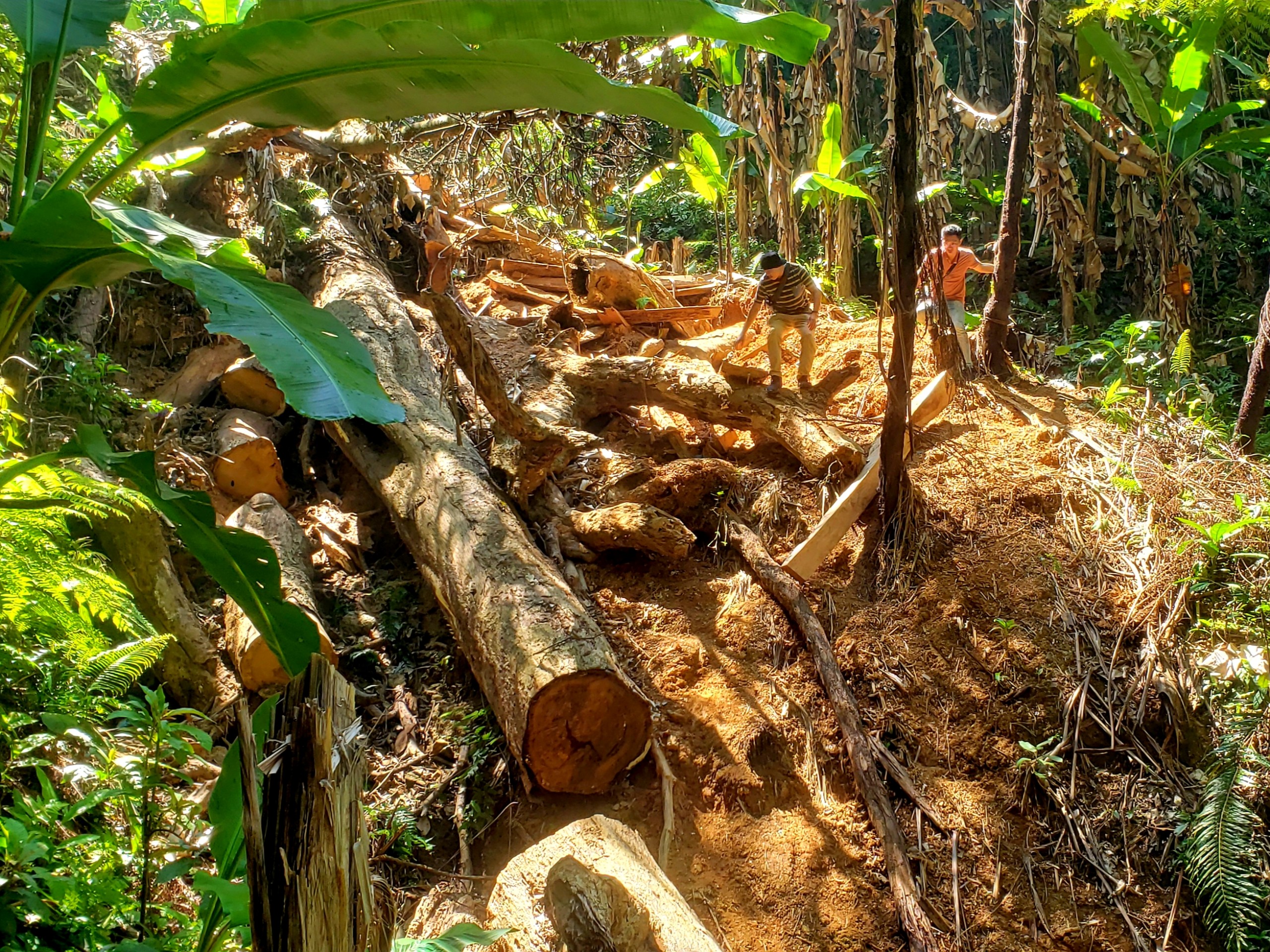 Môi trường - Ai chịu trách nhiệm về việc rừng bị phá ở Thừa Thiên-Huế? (Hình 6).