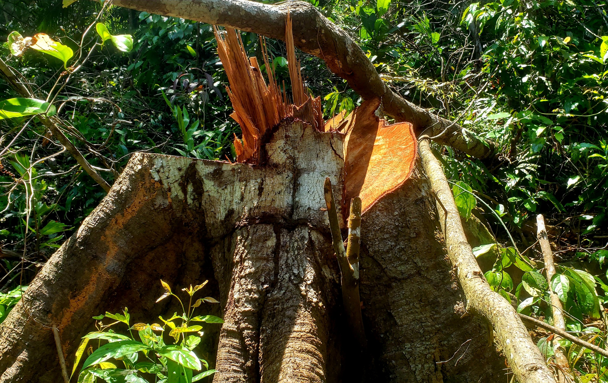 Môi trường - Hiện trường tan hoang nhiều cây rừng cổ thụ bị đốn hạ ở Thừa Thiên-Huế (Hình 7).