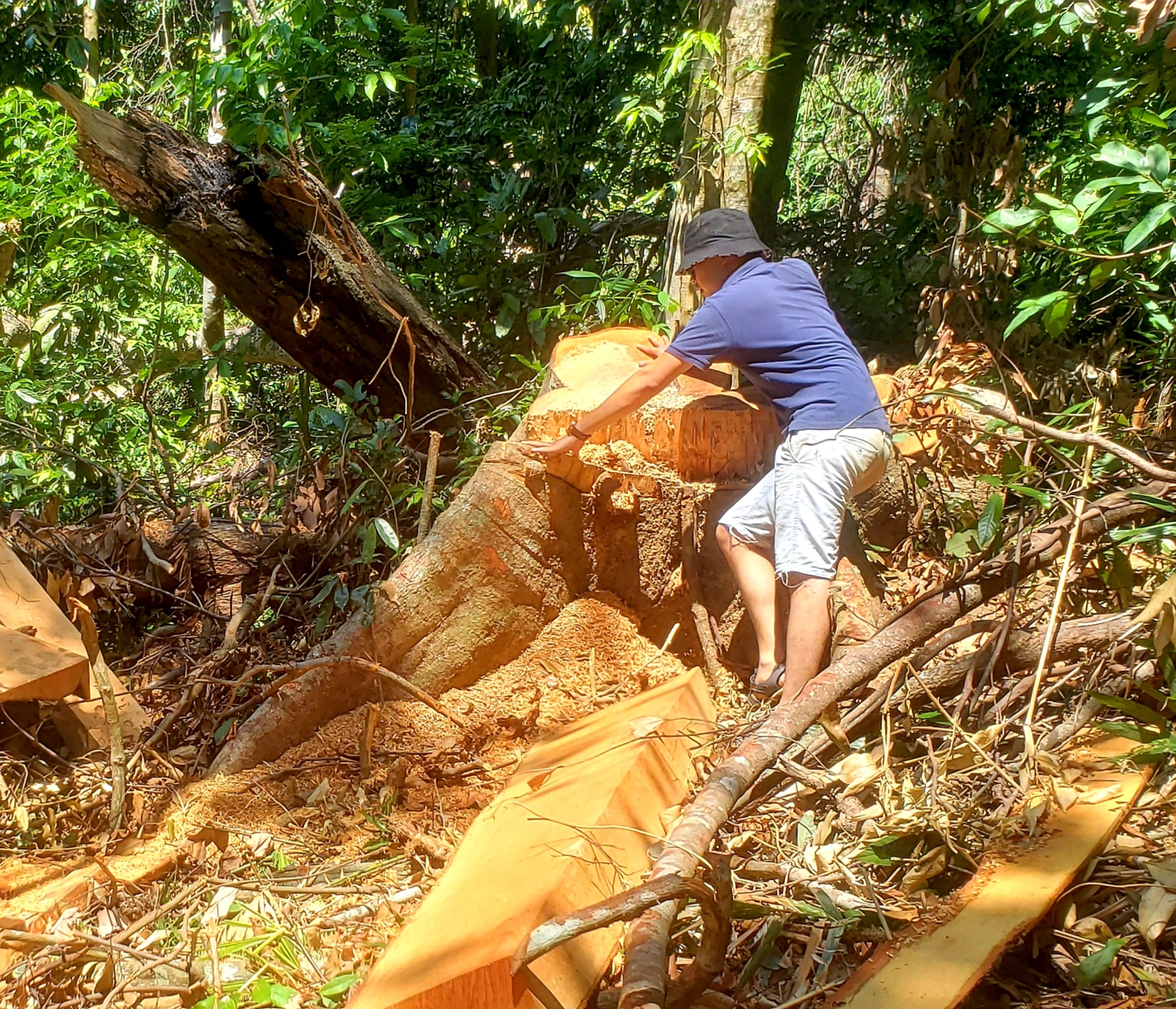 Môi trường - Hiện trường tan hoang nhiều cây rừng cổ thụ bị đốn hạ ở Thừa Thiên-Huế (Hình 16).