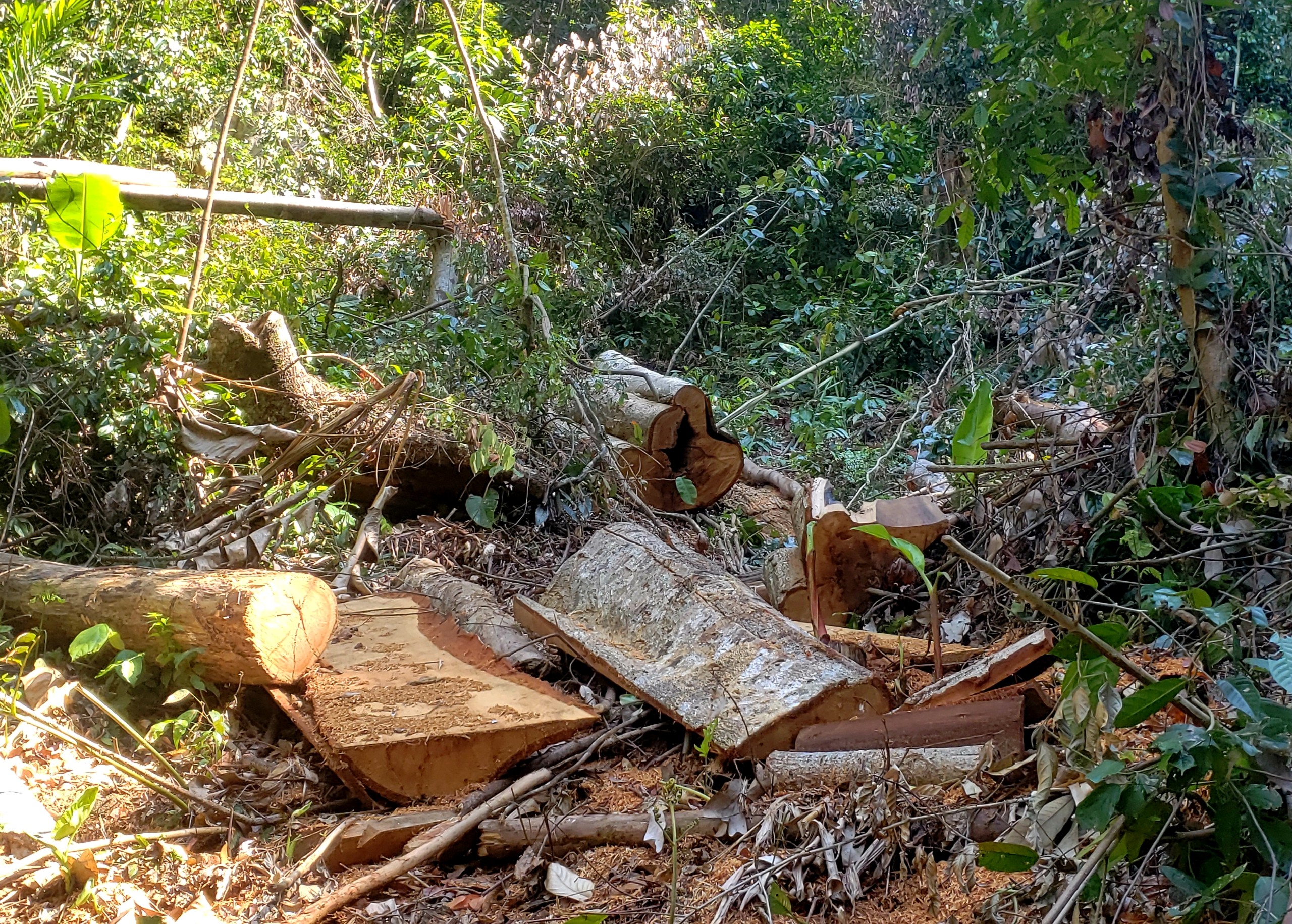 Môi trường - Hiện trường tan hoang nhiều cây rừng cổ thụ bị đốn hạ ở Thừa Thiên-Huế (Hình 14).