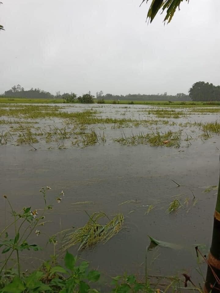 Dân sinh - Mưa lớn bất thường ở Quảng Trị khiến nhiều diện tích lúa ngập nặng