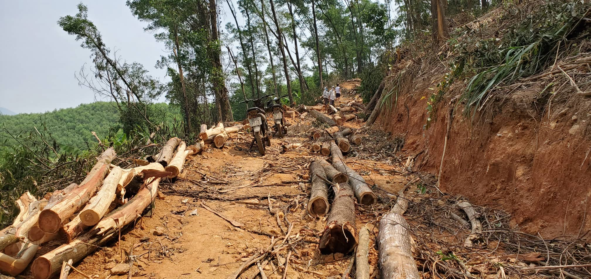 Dân sinh - Chặt cây bản địa trái phép trong rừng trồng phòng hộ ở Thừa Thiên-Huế