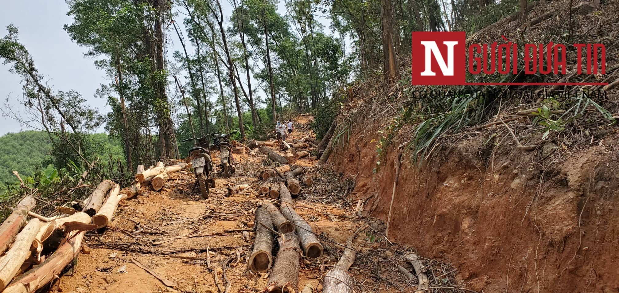 Dân sinh - Thông tin bất ngờ vụ chặt hạ cây bản địa trong rừng phòng hộ ở Huế (Hình 8).