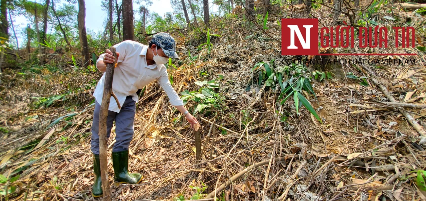 Dân sinh - Thông tin bất ngờ vụ chặt hạ cây bản địa trong rừng phòng hộ ở Huế (Hình 2).