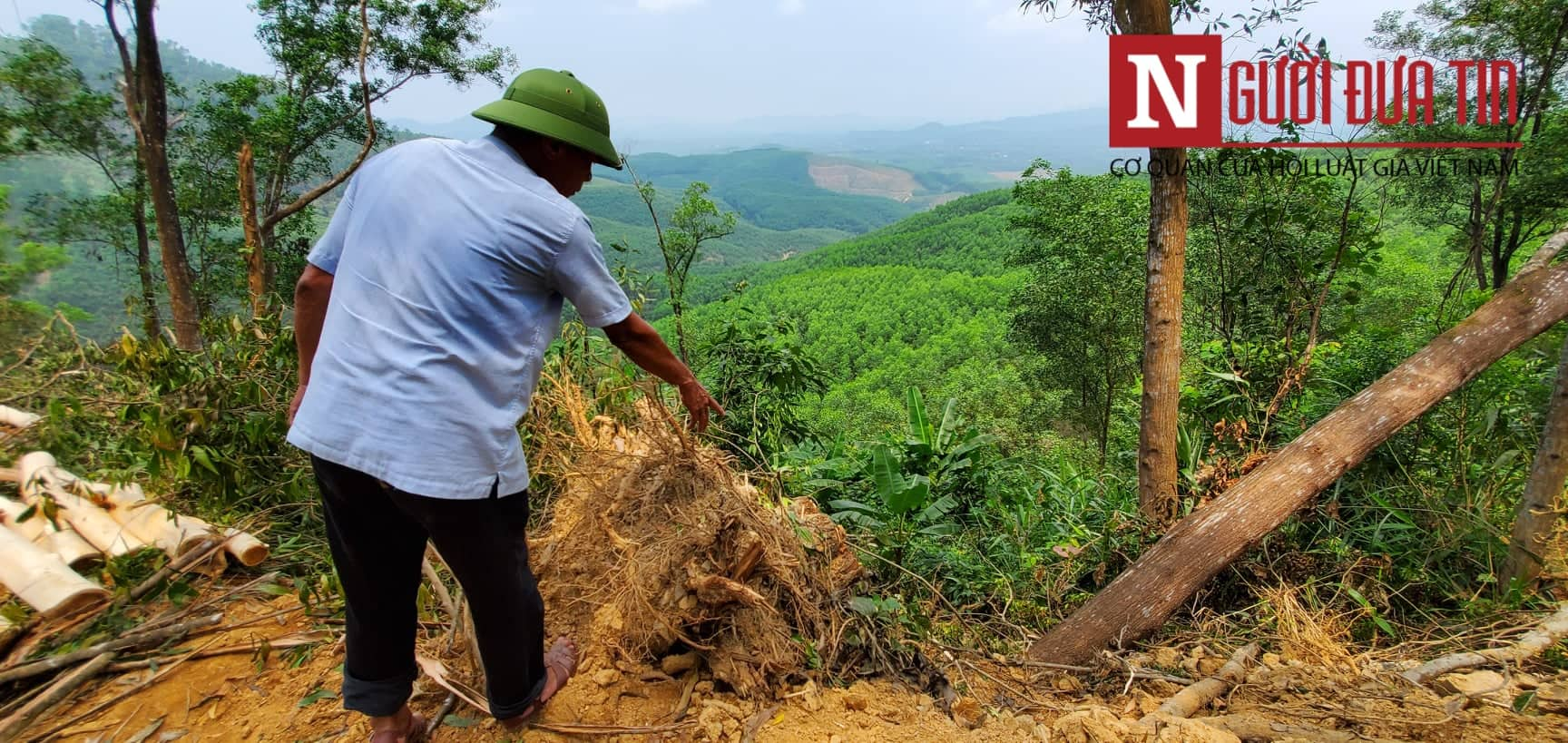 Dân sinh - Thông tin bất ngờ vụ chặt hạ cây bản địa trong rừng phòng hộ ở Huế (Hình 6).