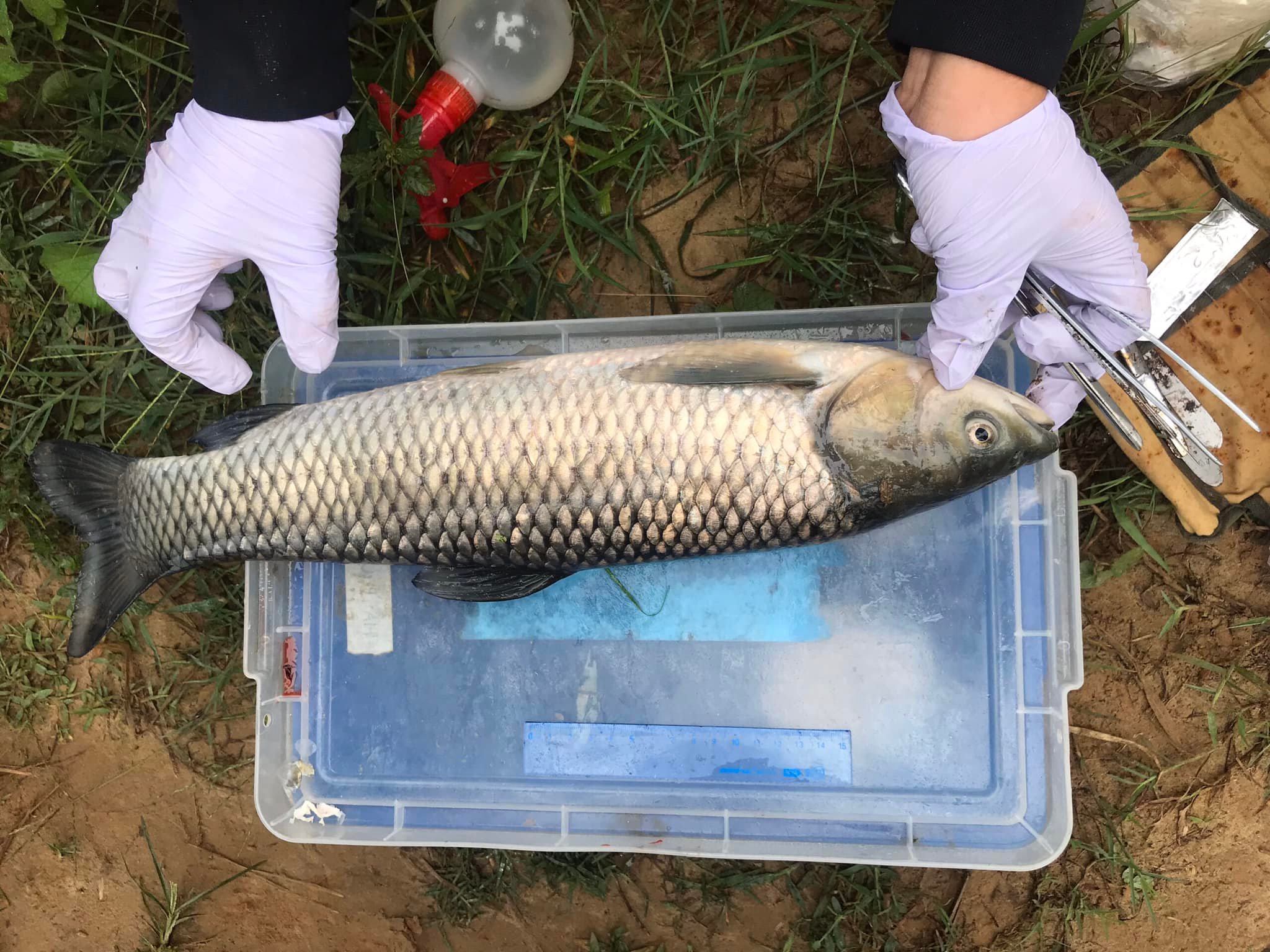 Dân sinh - Tìm ra nguyên nhân hiện tượng cá chết trên sông Bồ