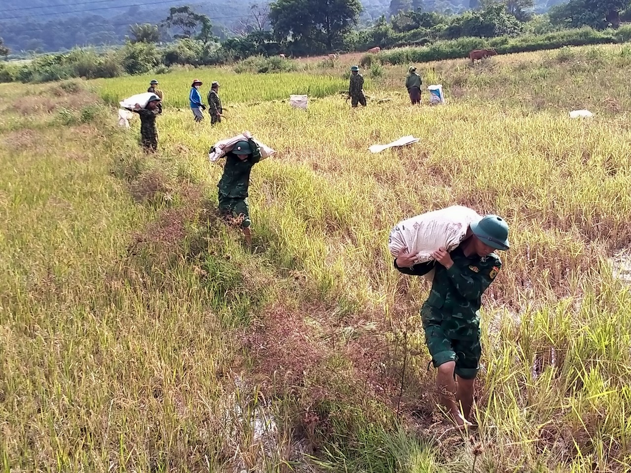 Dân sinh - Bộ đội biên phòng Quảng Trị giúp dân gặt lúa “chạy” bão số 4 (Hình 3).