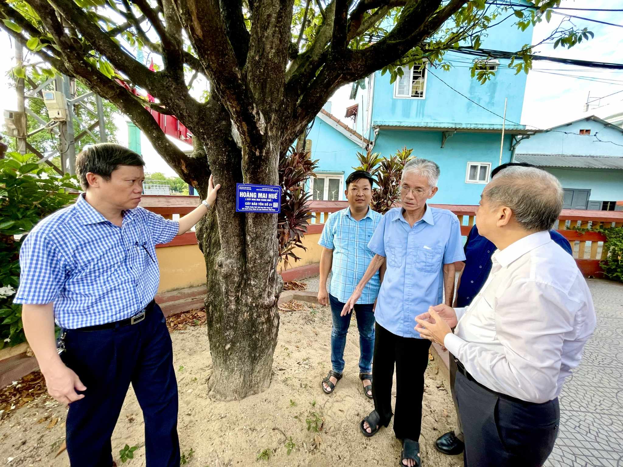 Dân sinh - Những cây Hoàng Mai đặc biệt trên địa bàn Thừa Thiên-Huế 