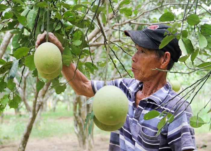 Dân sinh - Nâng tầm đặc sản “tiến vua” một thời ở Huế