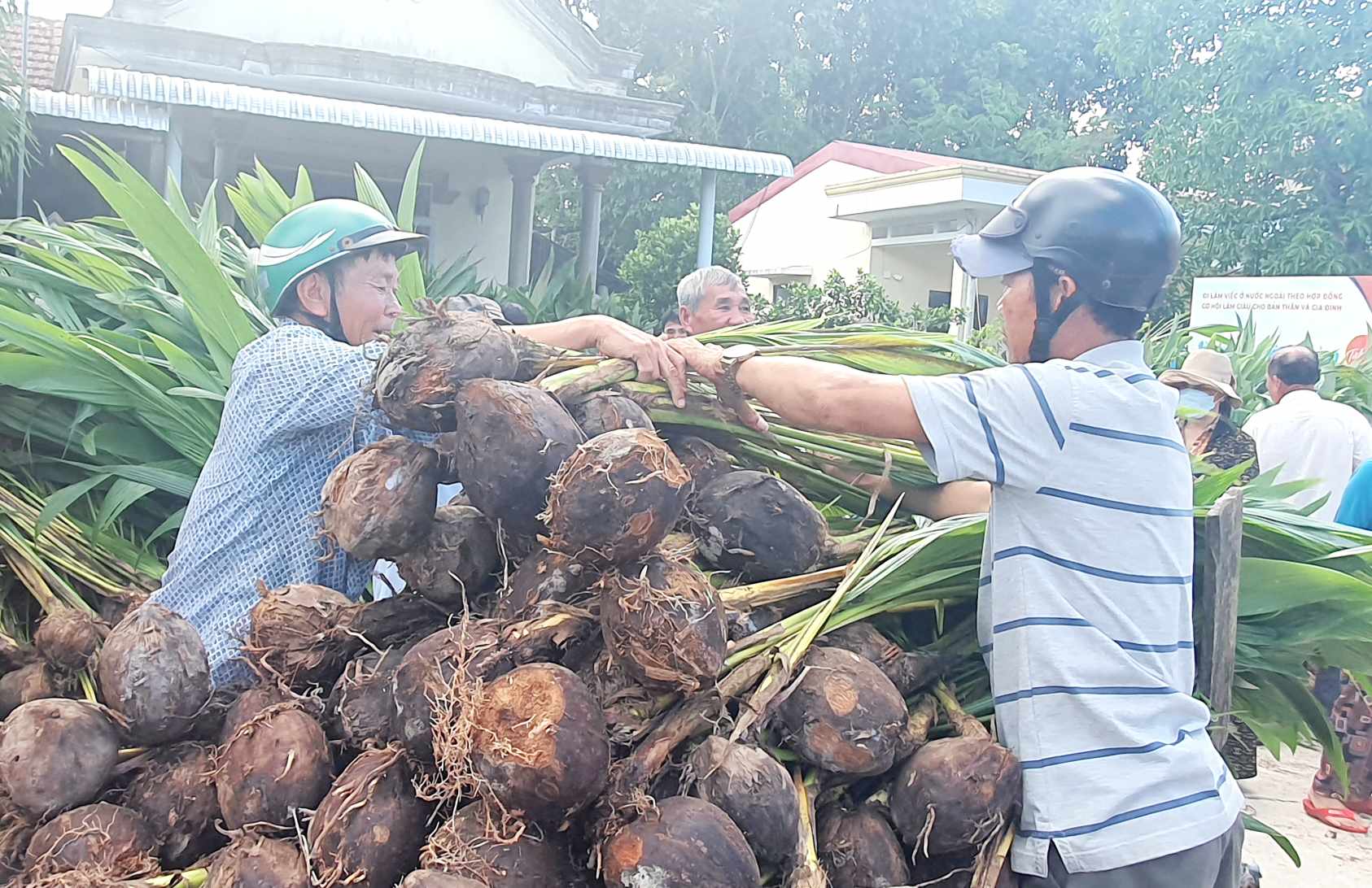 Dân sinh - Nông dân phấn khởi nhận 10.000 cây dừa trồng phủ xanh vùng đất cát (Hình 3).