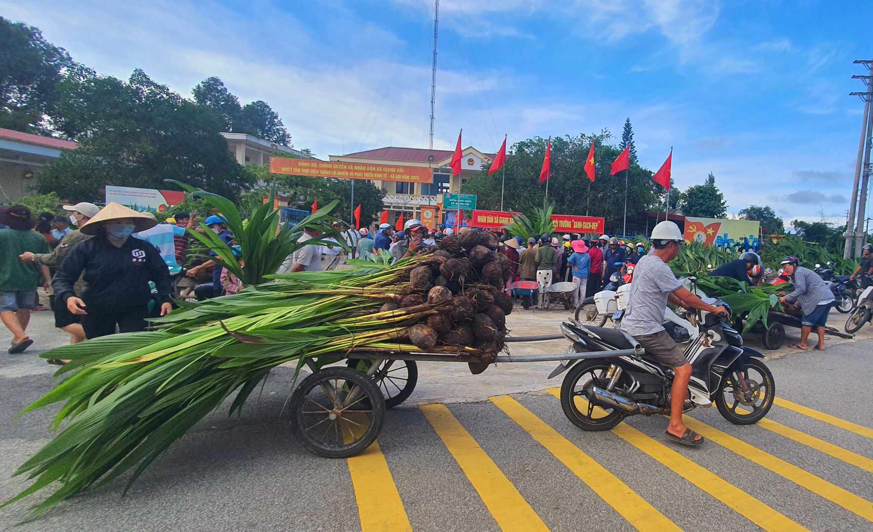 Dân sinh - Nông dân phấn khởi nhận 10.000 cây dừa trồng phủ xanh vùng đất cát (Hình 5).