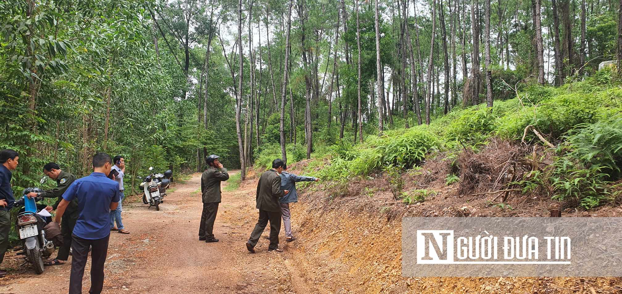 Dân sinh - Thừa Thiên-Huế: Cận cảnh những cây thông khoảng 20 tuổi bị chặt hạ rồi vùi lấp gốc (Hình 13).