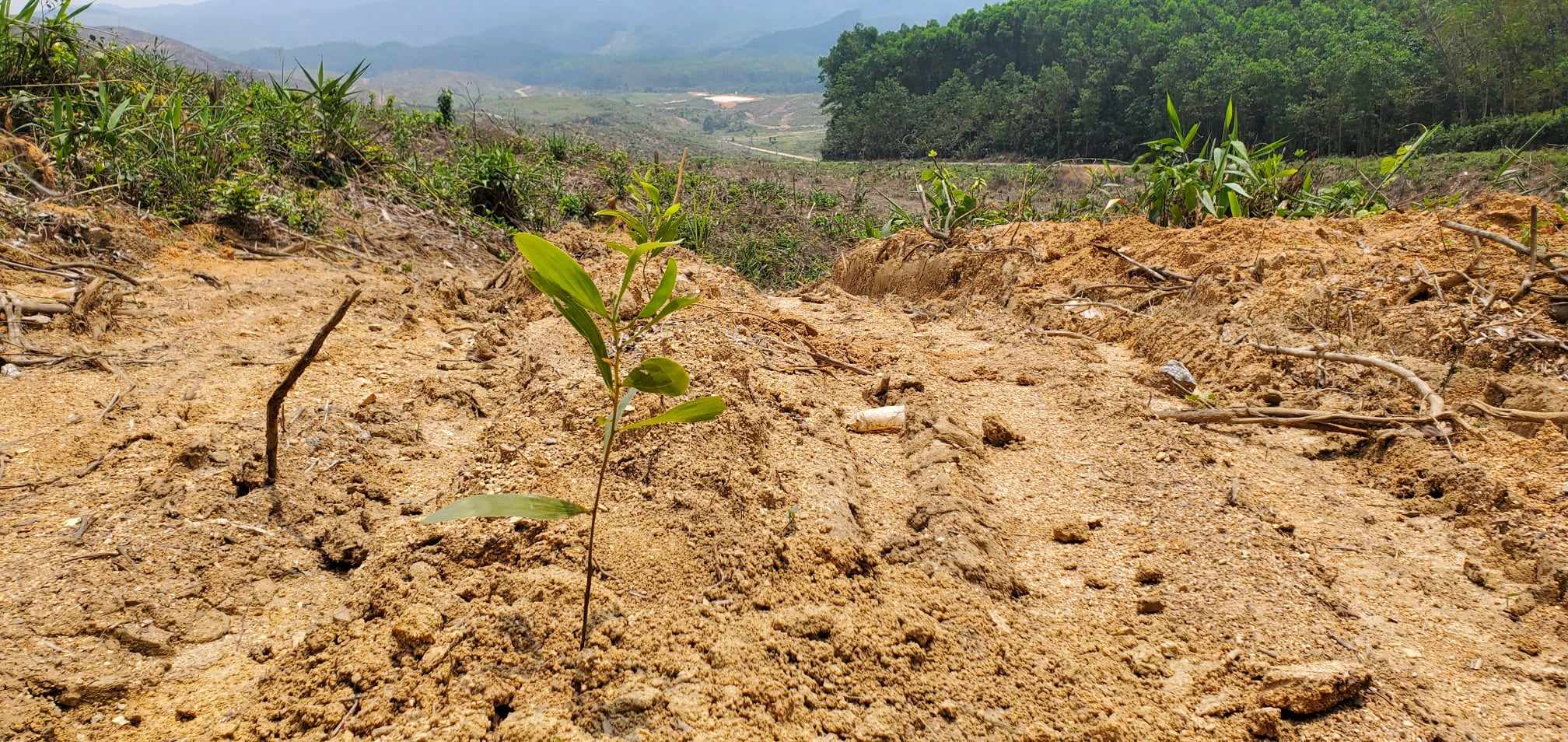 Dân sinh - TT-Huế: Dự án trại bò chất lượng cao thất bại, tỉnh thu hồi 71ha đất   (Hình 2).