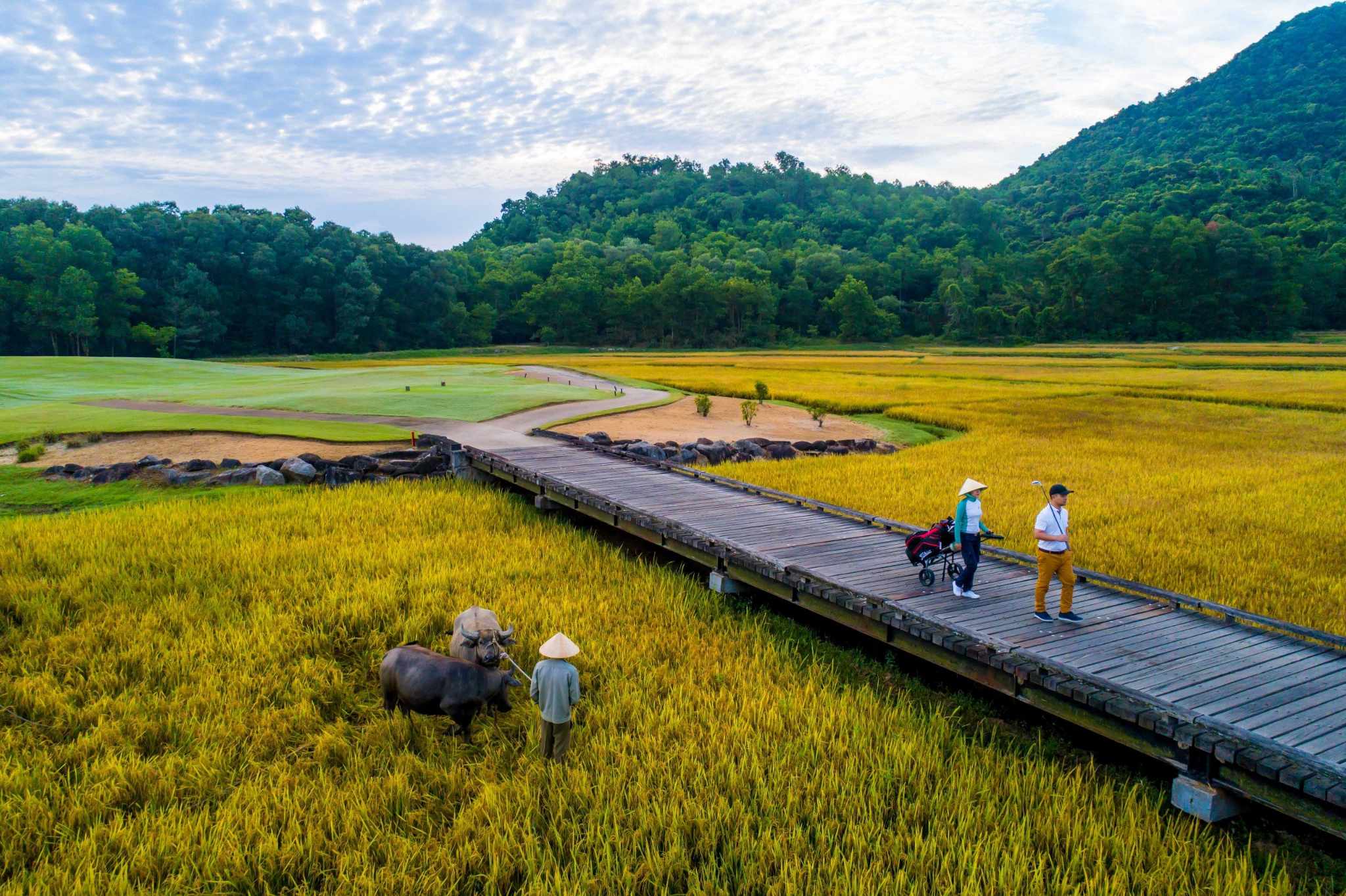 Dân sinh - Thú vị mô hình nuôi trâu, trồng lúa trong… sân golf 