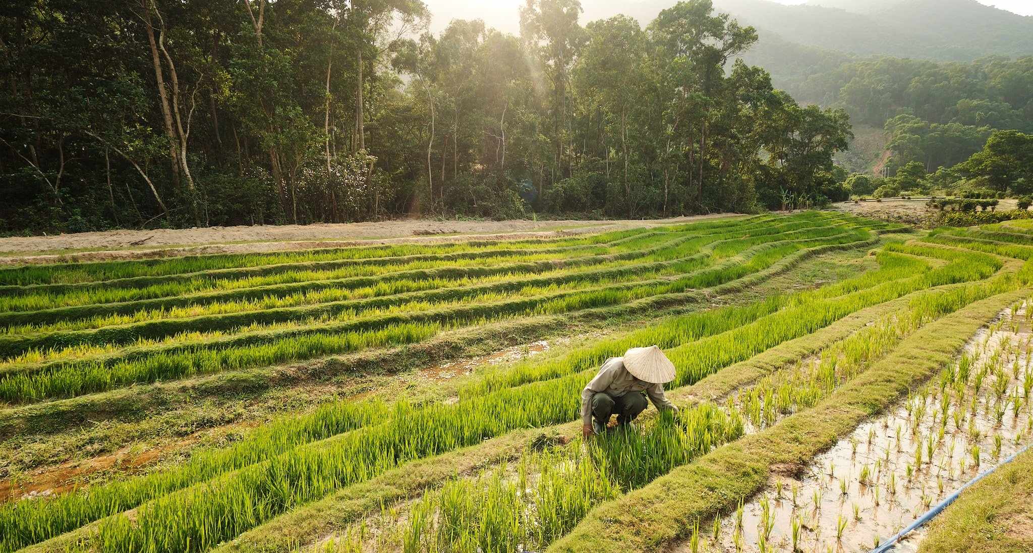 Dân sinh - Thú vị mô hình nuôi trâu, trồng lúa trong… sân golf  (Hình 2).