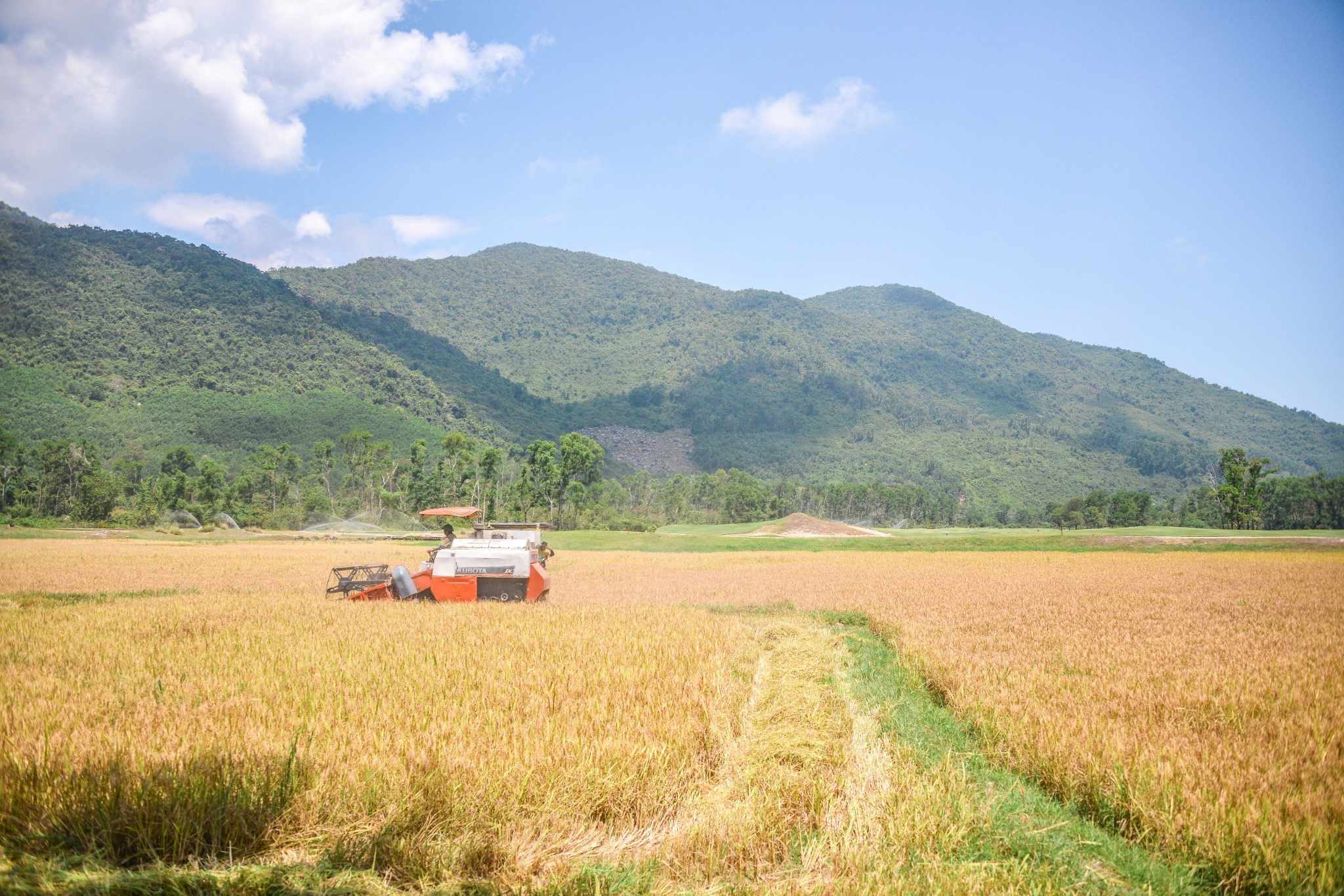 Dân sinh - Thú vị mô hình nuôi trâu, trồng lúa trong… sân golf  (Hình 3).