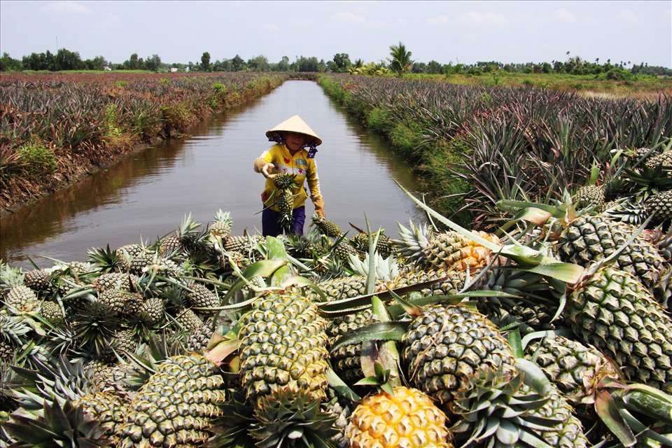 Kinh tế vĩ mô - Khi các địa phương còn băn khoăn chia bánh 'ai phần ít, ai phần nhiều' (Hình 3).