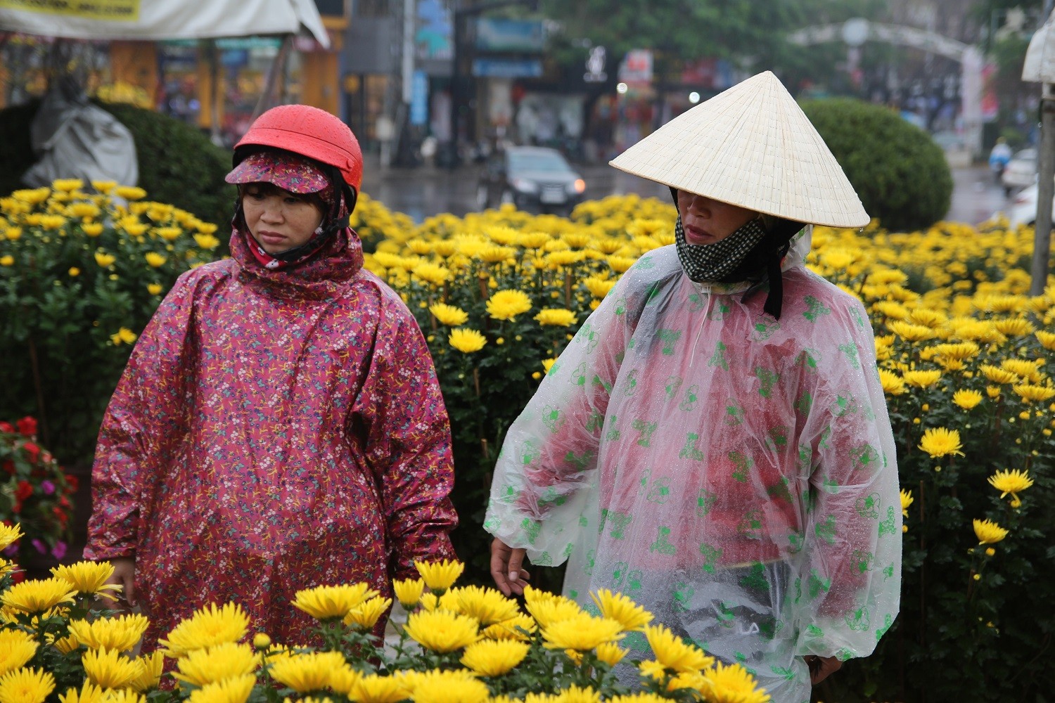 Theo quan sát của chúng tôi, chợ hoa Quảng Trị những ngày mưa lạnh rất vắng khác. Lác đác chỉ một vài người dân bất chấp mưa rét vẫn đi chọn hoa, hy vọng chọn được chậu hoa vừa ý về chưng Tết.
