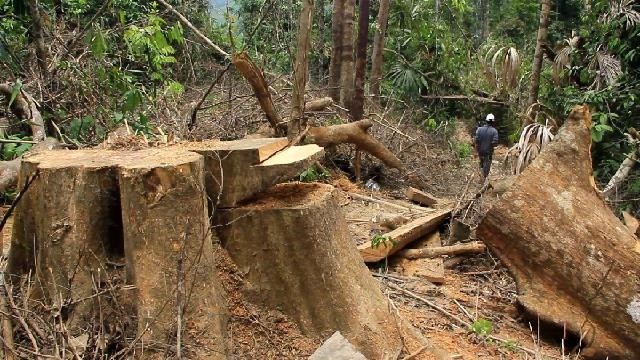 Tin nhanh - Quảng Nam: Kỷ luật 1 chủ tịch xã buông lỏng bảo vệ rừng