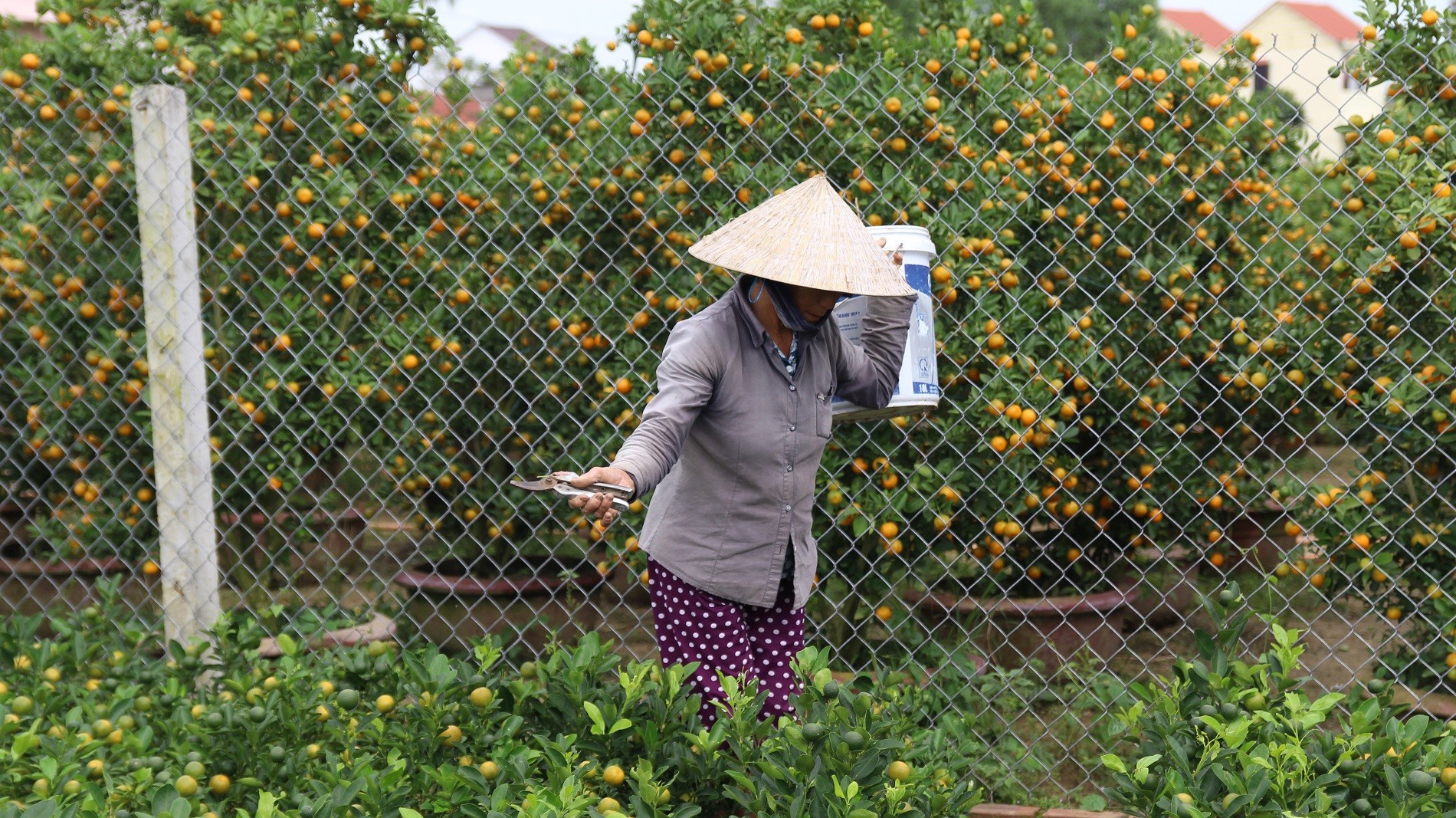 Mới- nóng - Ngắm 'thủ phủ' quất cảnh Cẩm Hà đỏ rực vào mùa cận Tết Kỷ Hợi (Hình 3).