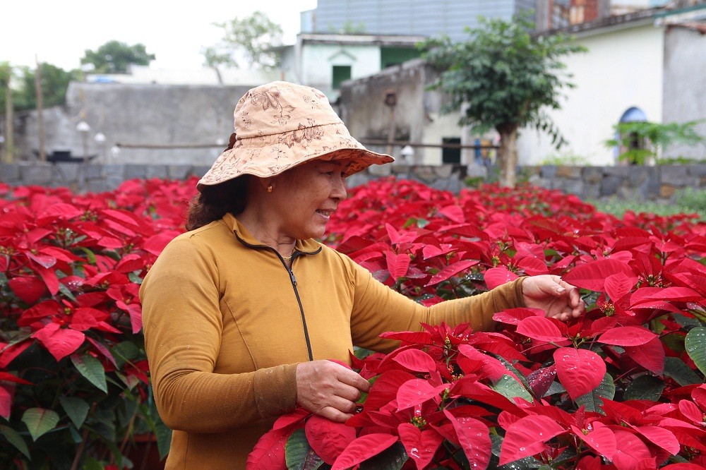 Bà Nhĩ (hộ trồng hoa làng Vân Dương) cho biết, trồng hoa Tết rất vất vả. Ngoài dựng lưới bảo vệ hoa thì các hộ phải lắp hệ thống ống nước, bóng đèn thắp sáng, nylon che phủ... Người trồng hoa tưới nước, bón phân… kỹ lưỡng. Nguồn hoa tại Vân Dương rất đẹp nên không chỉ cung ứng chủ yếu cho thị trường TP Đà Nẵng, mà còn nhiều tỉnh thành miền Trung như: Quảng Nam, Quảng Trị, Quảng Bình và tỉnh Thừa Thiên Huế. 
