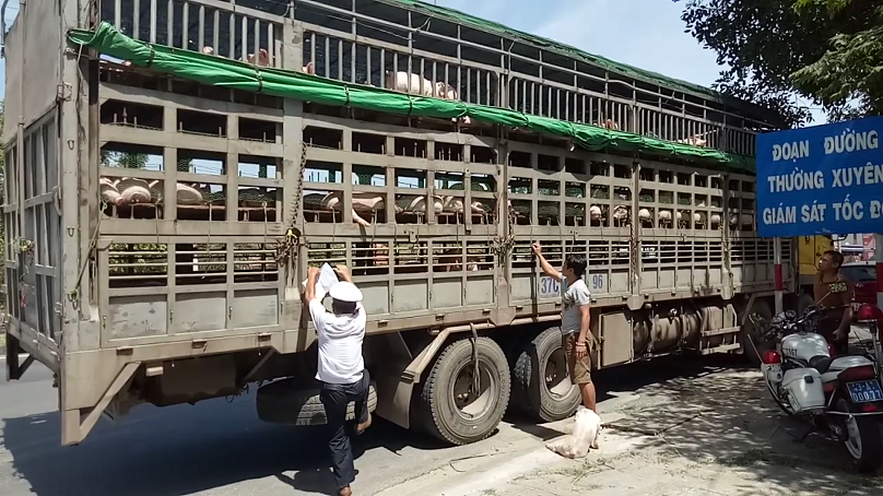 Tin nhanh - Đà Nẵng: Giữa 'tâm bão' dịch tả, dân 'hồn nhiên' mang lợn bệnh về bán (Hình 2).